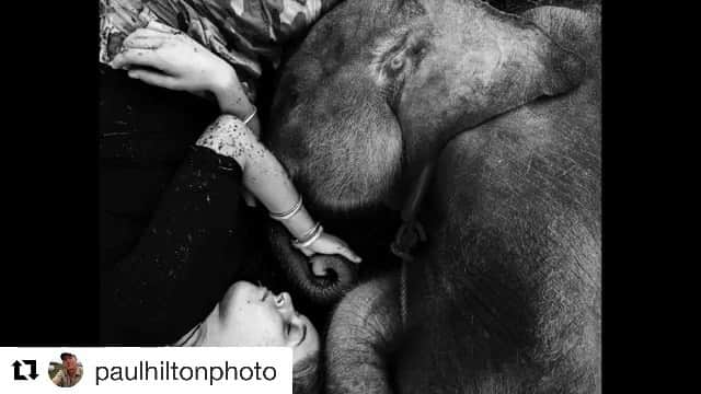 ブリアナ・エヴィガンのインスタグラム：「I had the pleasure of meeting salma on my trip to Sumatra this year. As I had written about her before she still needs our help. Click the link in my bio if you can be a part of this rescue mission. Every dollar counts. She’s one of the most beautiful little angels I’ve ever met. #Repost @paulhiltonphoto with @get_repost ・・・ Link in my bio, give Salma all the love she deserves, please keep the donations coming 🙏🏽🐘 It has now been 6 months since FKL took on the Herculean task of rescuing and evacuating Salma from the forest. It has been an intense and tireless effort on behalf of the whole team to get Salma in the stable position she is in today. With thanks to Endang, her primary carer, Edi, camp manager, the veterinary team and a wider collection of specialist consultants and advisors, Salma’s snare wound has healed.  After a slow start, Salma has now bonded with Lia and they are spending an increasingly amount of time in each other’s company which is paramount for Salma’s emotional well-being.  Salma’s story is far from over. Being just over one years of age means that she will remain heavily dependant on her human care team for years to come. Although a highly sensitive and deeply vulnerable animal, Salma’s indomitable spirit shines through and she has captured the hearts of thousands. Thank you for following Salma’s story, for all the donations and thank you to the vast team of individuals working on her case - we hope that Salma will continue to be a beacon of hope for the critically endangered Sumatran elephant and when the time is right to be reintegrated back into the wilds of the Leuser Ecosystem, the last place where tigers, rhinos, elephants BD orangutan still run wild. @bksdaaceh @wildlifeasia @wiiiiza @leuserconservationforum @nadyahutagalung @molly.birchmore @rainforestactionnetwork @alex_westover @outtherewithpaulhilton #lovetheleuser #cutconflictpalmoil #lastplaceonearth #earthtreeimages #theforgottenelephants」
