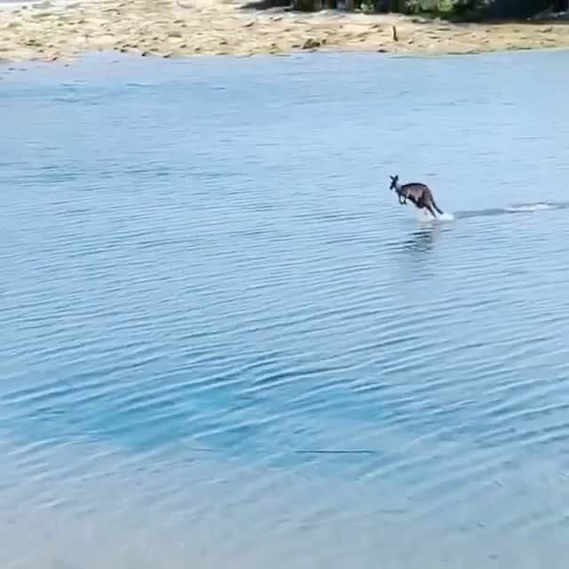 WildLifeのインスタグラム：「Boing, boing, boing... how adorable is a kangaroo bouncing down the beach? 🦘🏝 Video by @surfsidecudmirrahbeach」