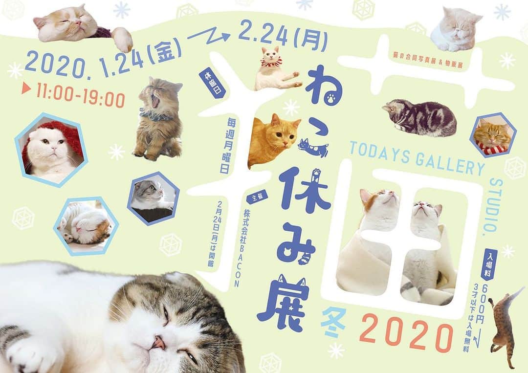プンクマさんのインスタグラム写真 - (プンクマInstagram)「横浜と船橋でのねこ休み展が始まったばかりですが、早くも来年1月24より浅草橋のTODAYS GALLERY STUDIOにて「ねこ休み展 冬2020」の開催が決まりました。 来年も楽しい猫写真をお届けしたいと思います。 #ねこ休み展 #猫 #ねこ #cat #neko #catstagram #catsofinstagram」12月20日 7時40分 - pnkm913