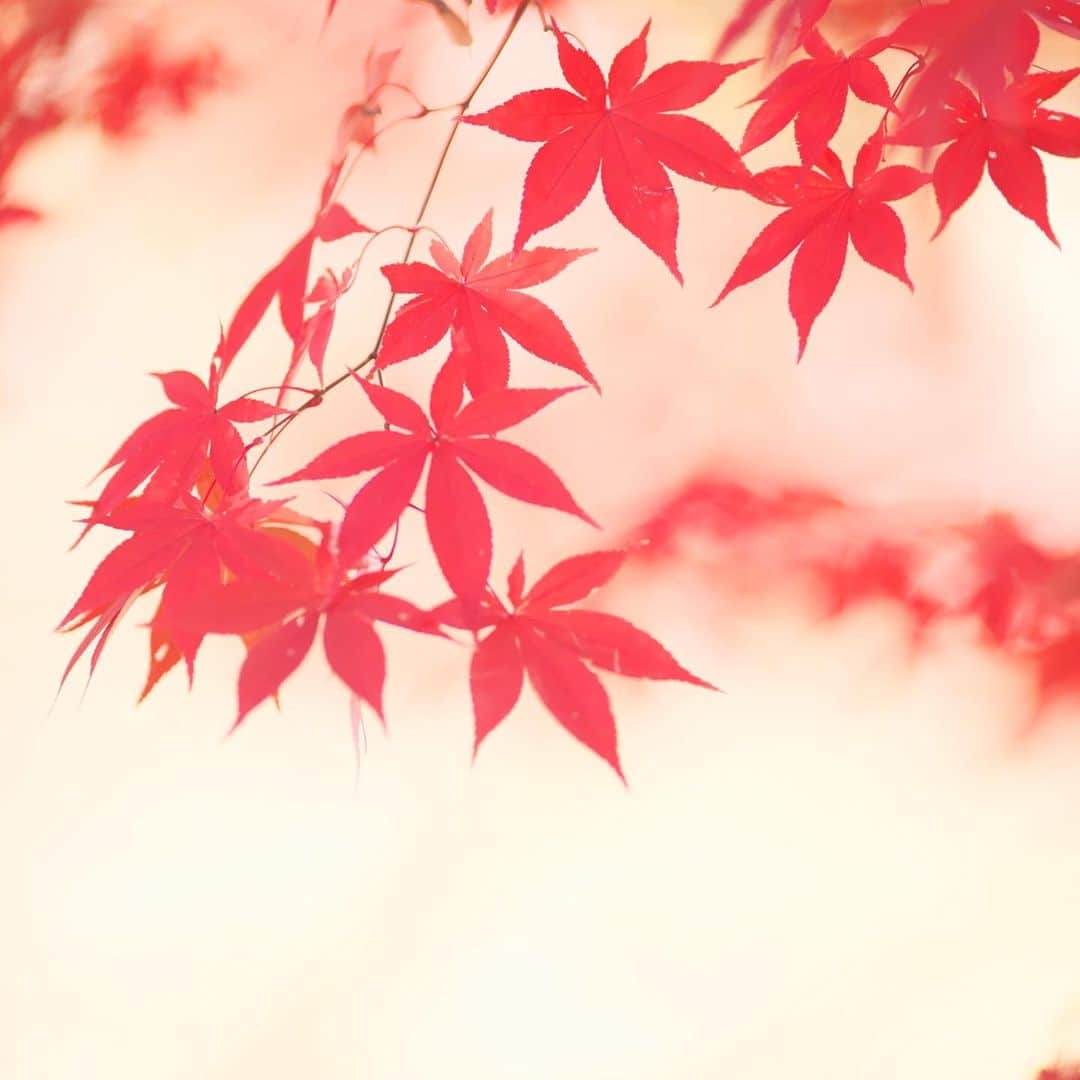 kiccyomuのインスタグラム：「☀️ 2019.12.20 Fri 都内の #紅葉 🍁 真っ赤なモミジ🍁綺麗☺️ * 忘年会シーズン…ほどほどに😅 🌸金曜日…今日も元気に🤗 * location #東京 #目黒 撮影 12月8日」