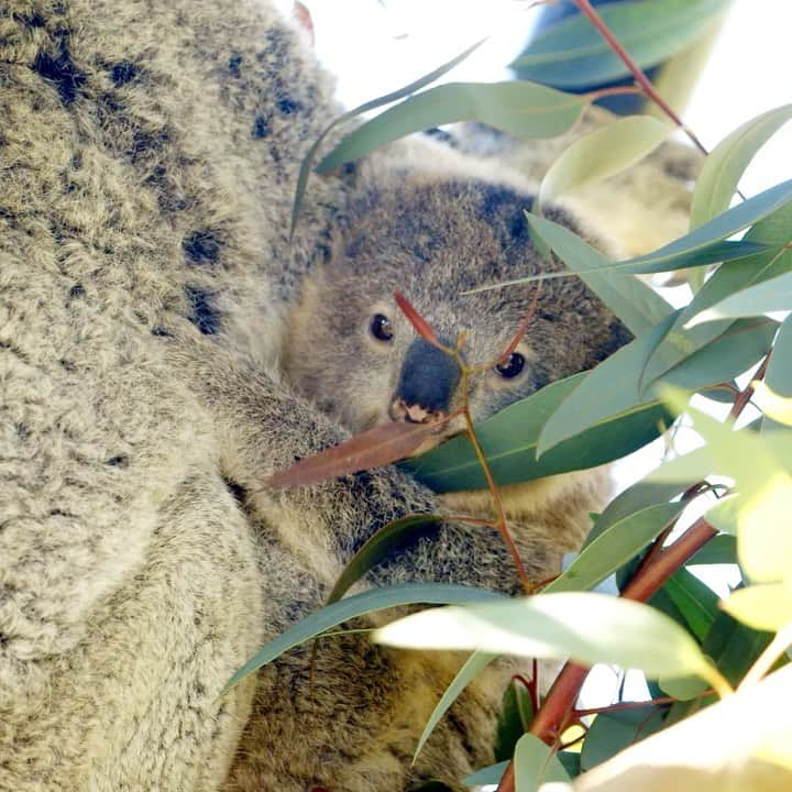 San Diego Zooのインスタグラム