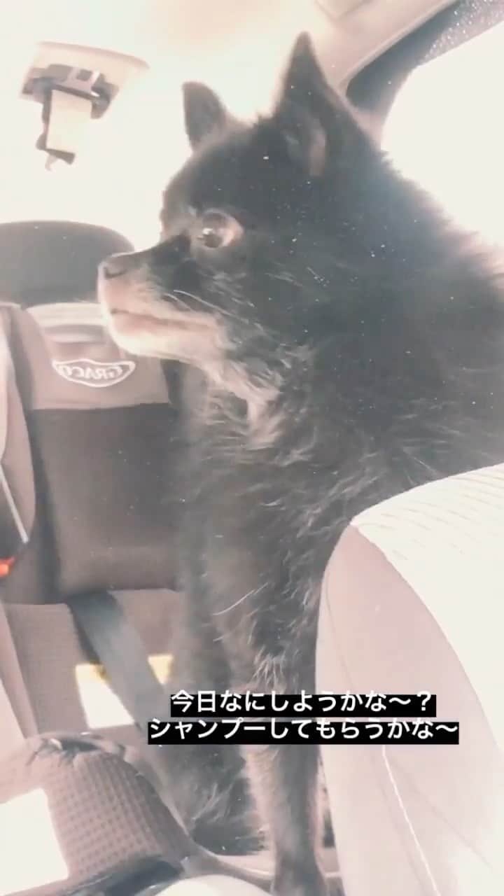 のインスタグラム：「December 18 2019 While my dog got a bath, we went around to look at retail locations!」