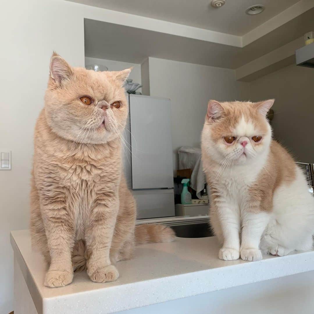 マッシュさんのインスタグラム写真 マッシュinstagram おはようございマッシュポテト 今日はいい天気 Tamaiinは忘年会です 朝のミーティング お2人 やや不満顔 Mash1126a マッシュのぺちゃんこライフ Cat マッシュ エキゾチックショートヘア ねこ ネコ