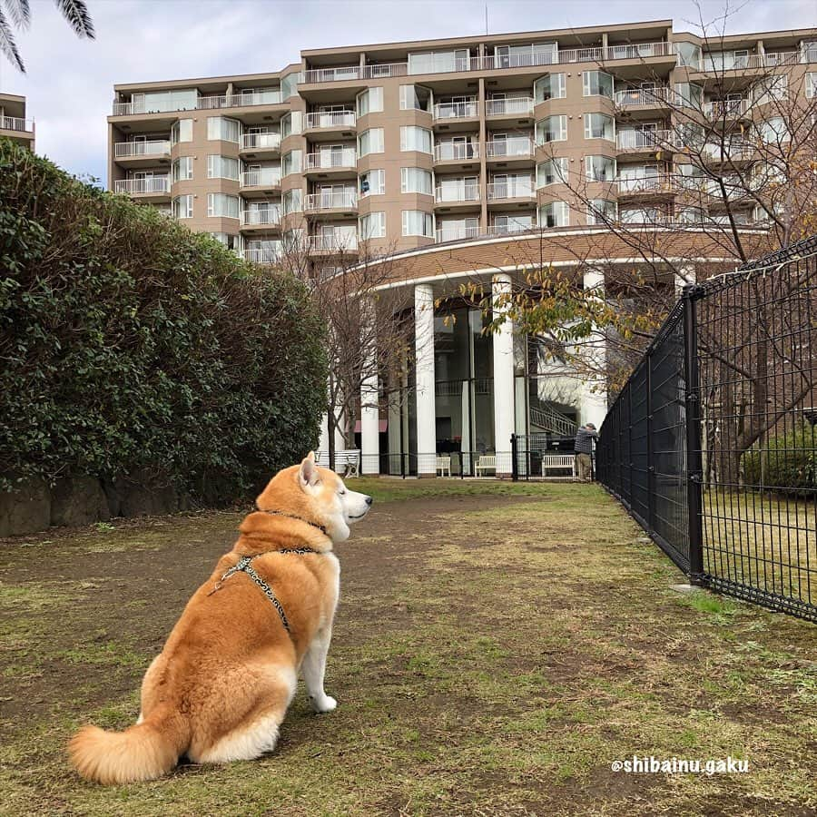 Kazumi-Gakumamaさんのインスタグラム写真 - (Kazumi-GakumamaInstagram)「ヴィラージュ伊豆高原には、海の見えるドッグランがあります🐕💨 *  岳くらいの中型犬には充分の広さです✨ *  今回は散歩友達と一緒ではなかったので、あんまり走りませんでしたが、こう見えて走ると割と早いんです😆 *  ドッグランの他、室内温水プール(人間用)や、子供用プール、そしてジェットバスもあります🏊‍♀️🧺 レンタル水着もありますｮ〜🩱🩳🩲‼︎ *  その他、施設内には次世代体験型アトラクション「サイバースタジアム」や、テニスコート🎾、カラオケ🎤、卓球ルーム🏓もあり、車で5分のところには伊豆ぐらんぱる公園、伊豆シャボテン動物公園、8分先にある大室山ではハイキングも出来るので、年齢を選ばず家族三世代で楽しめます👟🌵🏜 *  今ならヴィラージュ伊豆高原のFacebookにいいね！してその画面を見せるともれなくステキなプレゼントがGET出来ますよー🎁 🐾----*----*----*----🐾 The hotel where Gaku stayed has a pool, next generation experience-type attractions, tennis courts, and a table tennis room, and there is a leisure land nearby, so you can have fun with three generations👟🌵🏜 🐾----*----*----*----🐾 #柴犬 #岳 #柴犬岳 #柴犬ガク#gaku #shibainugaku #shiba #shibainu #shibastagram #いぬすたぐらむ #dogsofinstagram  #pecoいぬ部  #pecotv #ふわもこ部 #ワンフルエンサー #Hermoso #weeklyfluff #🐕📷 #ヴィラージュ伊豆高原 #villageizukogen #20191220」12月20日 8時45分 - shibainu.gaku