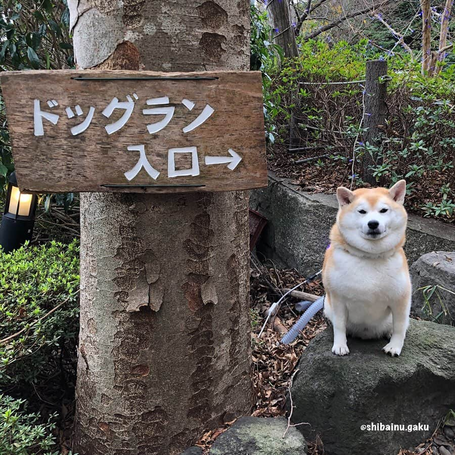 Kazumi-Gakumamaさんのインスタグラム写真 - (Kazumi-GakumamaInstagram)「ヴィラージュ伊豆高原には、海の見えるドッグランがあります🐕💨 *  岳くらいの中型犬には充分の広さです✨ *  今回は散歩友達と一緒ではなかったので、あんまり走りませんでしたが、こう見えて走ると割と早いんです😆 *  ドッグランの他、室内温水プール(人間用)や、子供用プール、そしてジェットバスもあります🏊‍♀️🧺 レンタル水着もありますｮ〜🩱🩳🩲‼︎ *  その他、施設内には次世代体験型アトラクション「サイバースタジアム」や、テニスコート🎾、カラオケ🎤、卓球ルーム🏓もあり、車で5分のところには伊豆ぐらんぱる公園、伊豆シャボテン動物公園、8分先にある大室山ではハイキングも出来るので、年齢を選ばず家族三世代で楽しめます👟🌵🏜 *  今ならヴィラージュ伊豆高原のFacebookにいいね！してその画面を見せるともれなくステキなプレゼントがGET出来ますよー🎁 🐾----*----*----*----🐾 The hotel where Gaku stayed has a pool, next generation experience-type attractions, tennis courts, and a table tennis room, and there is a leisure land nearby, so you can have fun with three generations👟🌵🏜 🐾----*----*----*----🐾 #柴犬 #岳 #柴犬岳 #柴犬ガク#gaku #shibainugaku #shiba #shibainu #shibastagram #いぬすたぐらむ #dogsofinstagram  #pecoいぬ部  #pecotv #ふわもこ部 #ワンフルエンサー #Hermoso #weeklyfluff #🐕📷 #ヴィラージュ伊豆高原 #villageizukogen #20191220」12月20日 8時45分 - shibainu.gaku