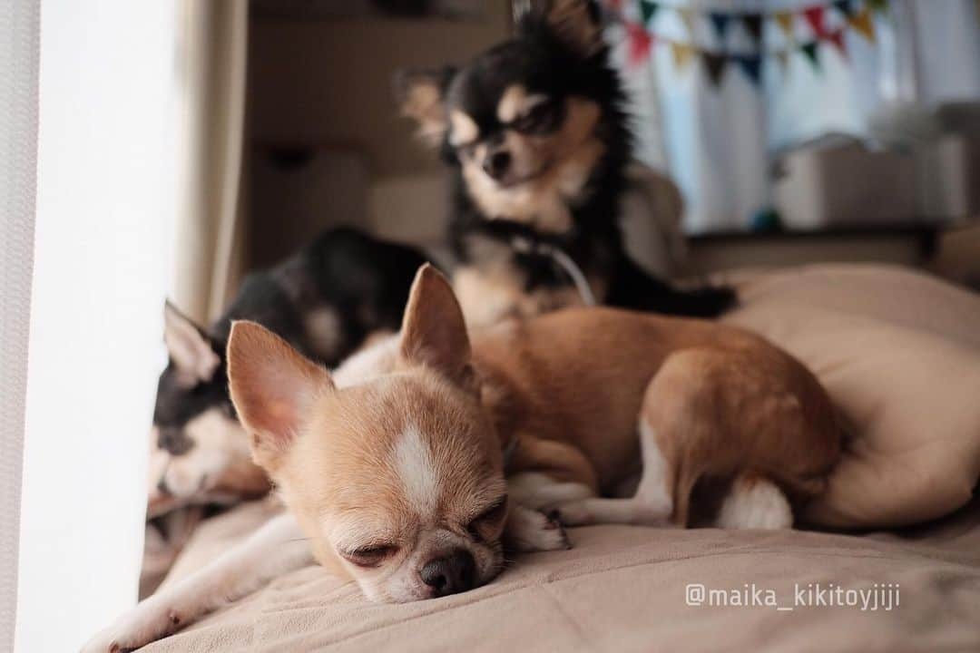 maika_kikitoyjijiさんのインスタグラム写真 - (maika_kikitoyjijiInstagram)「. Toy&Kiki&Jiji . #Good morning ♡ 冬は日向ぼっこにかぎるね☺️💓 . . #chihuahua #dog #チワワ #犬 #치와와 #weeklyfluff #ふわもこ部 #IGersJP #dogstagram #chihuahuaoftheday #fujifilm #fujifilm_xseries #今日もX日和 #ミラーレス #tokyocameraclub #東京カメラ部 #犬バカ部 #whim_fluffy #dog_features #dogsofinstagram #いぬすたぐらむ #日向ぼっこ #日向ぼっこ犬 #チワワの親子」12月20日 8時57分 - maika_kikitoyjiji