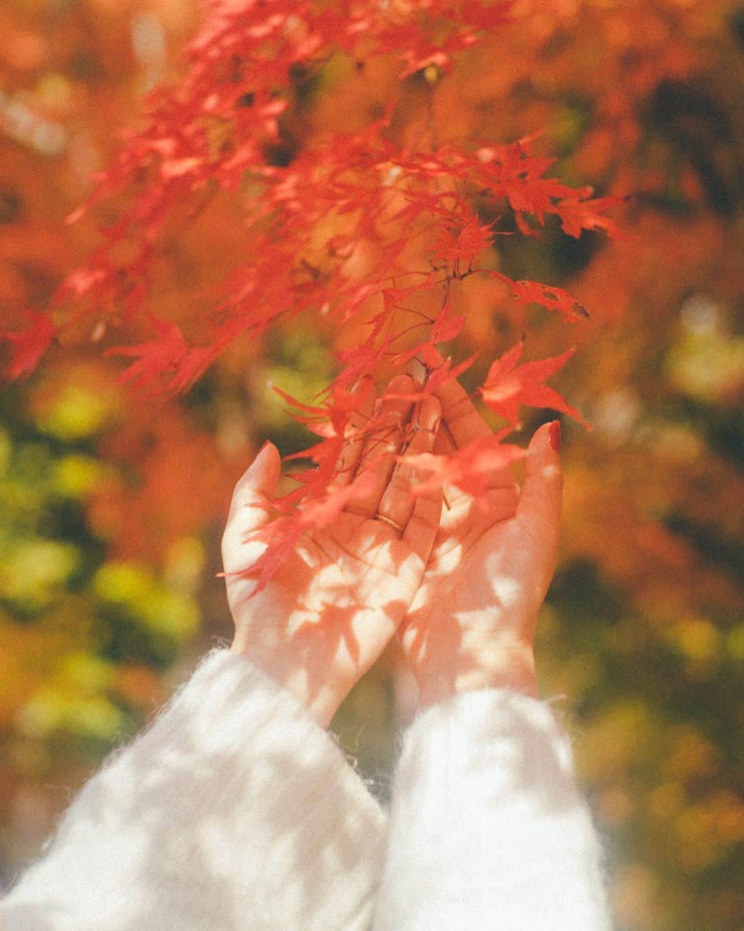 haru wagnusさんのインスタグラム写真 - (haru wagnusInstagram)「forgive , , ㅤㅤㅤㅤㅤㅤㅤㅤㅤㅤㅤㅤㅤ ㅤㅤㅤㅤㅤㅤㅤㅤㅤㅤㅤㅤㅤ 光と影を追い続ける事がいまだにこんなに楽しいなんて…って、秋は気付かせてくれる🍁 ㅤㅤㅤㅤㅤㅤㅤㅤㅤㅤㅤㅤㅤ ㅤㅤㅤㅤㅤㅤㅤㅤㅤㅤㅤㅤㅤ #mapleleaf  #紅葉」12月20日 9時05分 - wagnus