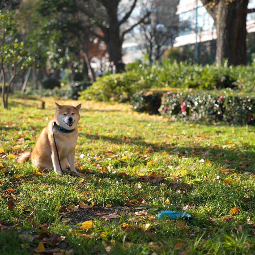 まる（まるたろう）さんのインスタグラム写真 - (まる（まるたろう）Instagram)「Good morning!✨🐶✨今日はポカポカでいいね〜 #ここでお昼寝しよっかな #パパ後でお弁当デリバリーお願いね #今あるんでしょそういうサービス #オーノーイーツ」12月20日 9時33分 - marutaro