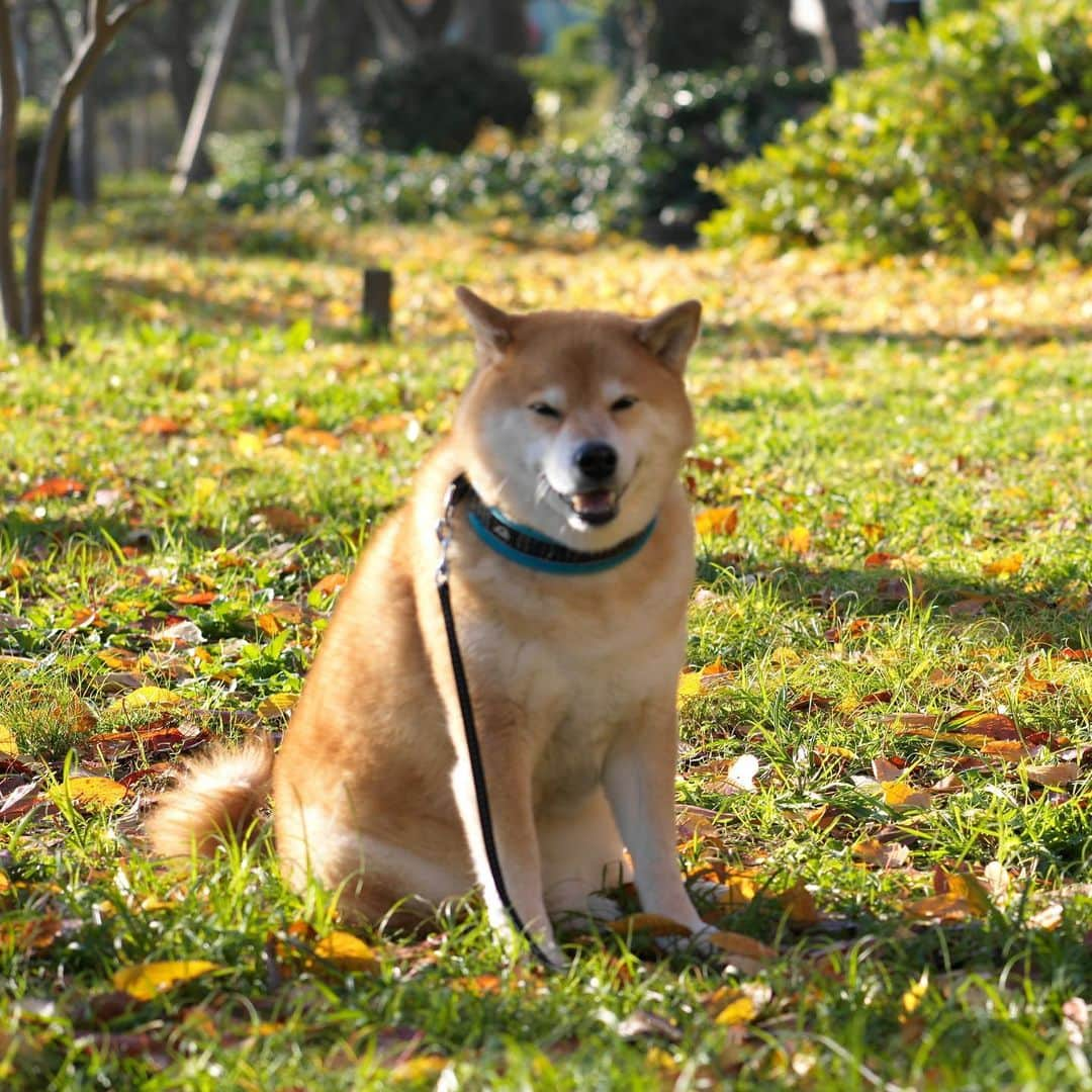 まる（まるたろう）さんのインスタグラム写真 - (まる（まるたろう）Instagram)「Good morning!✨🐶✨今日はポカポカでいいね〜 #ここでお昼寝しよっかな #パパ後でお弁当デリバリーお願いね #今あるんでしょそういうサービス #オーノーイーツ」12月20日 9時33分 - marutaro