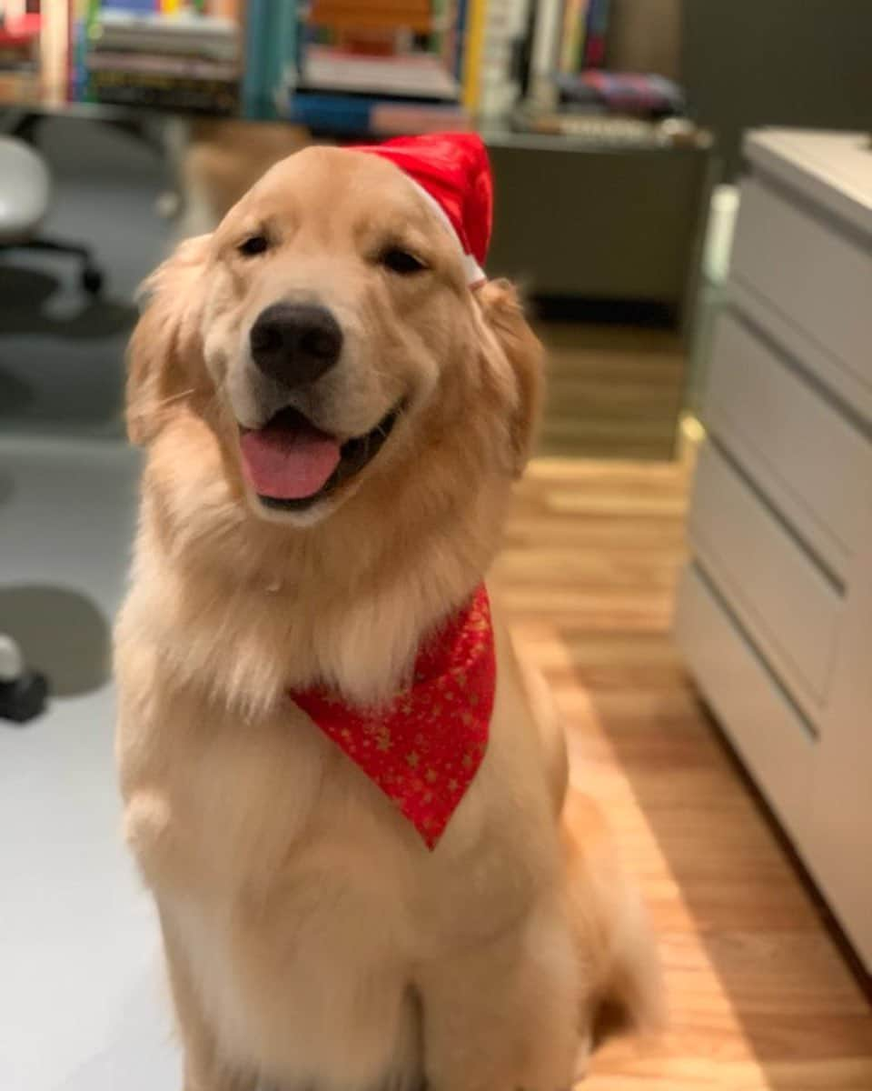 レナータ・ファンさんのインスタグラム写真 - (レナータ・ファンInstagram)「O Papai Noel mais fofo: Messi Fan Abreu, né @atilaabreu51 ?! ❤️🎈#goldenretriever」12月20日 9時48分 - renatafan