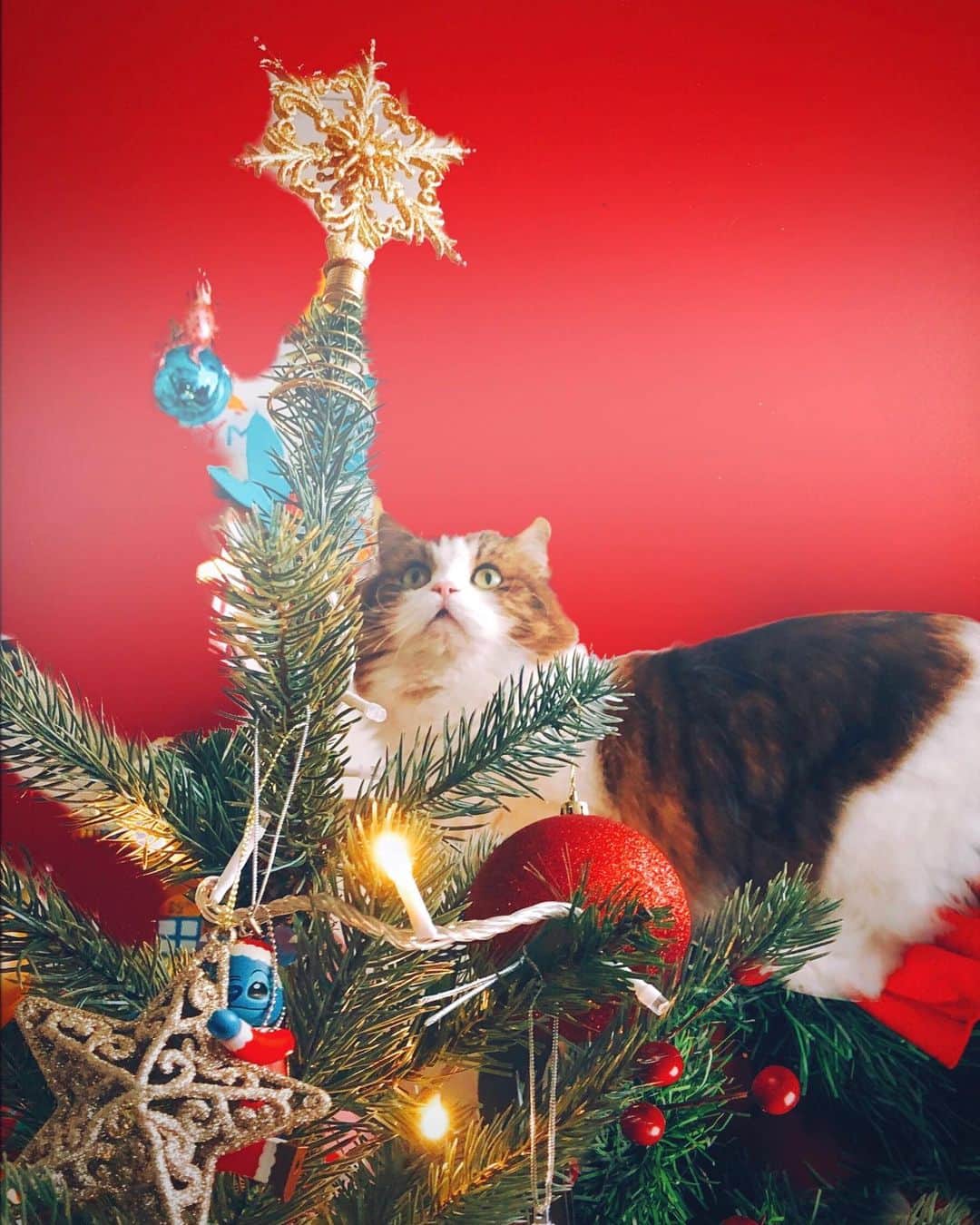恒松祐里さんのインスタグラム写真 - (恒松祐里Instagram)「あーもうクリスマスまで1週間きってるー 今年ツリーを出すか迷ったのですが、結果2本も出しました笑 白ツリーとグリーンツリーです。 友達呼んで飾り付けしたの楽しかったなぁ、、 やっぱりあると気分上がる☺️ #クリスマスツリー  #自宅警備員チャーリー #HouseguardcatCharlie」12月20日 10時31分 - yuri_tune