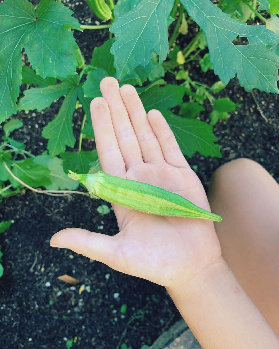 吉川ひなのさんのインスタグラム写真 - (吉川ひなのInstagram)「ついに❤︎種から育てたおくらの収穫☺️ 庭に作ったオーガニックファームで娘と土いじりしていると、あっという間に時間が過ぎる。 わたしたちの共通の趣味🌱  #HinanoSustainableLife #organicfarm #自然農法 #自家栽培」12月20日 10時52分 - hinanoyoshikawa