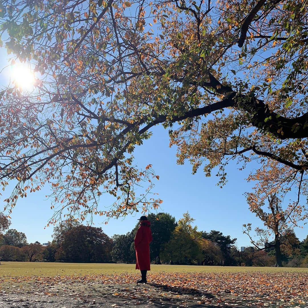 のインスタグラム：「そろそろ年パス買おうかな🧚‍♀️ ・ ・ ・ 🍂📸 ・ ・ ・ #nikon  #nikond7500  #今年の秋 #新宿御苑 #올해가을  #신주쿠겨엔」