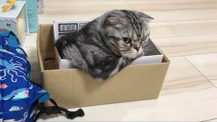 Shishi-maruのインスタグラム：「🐱張り込み中… 🐱His new favorite pose. ーーーーーーーーーーーーー 🌺「渋ネコ ししまるさん」ねこのきもちWEB MAGAZINE にて毎週金曜日エッセイの連載中 ーーーーーーーーーーー 📕「ぷっちねこ。」「3匹のちいさな猫を召喚できたなら」「ちいさな猫を召喚できたなら」徳間書店より単行本発売中 ーーーーーーーーーーー ⭐︎ねこ漫画→@tacos_cat 🌺Twitter →@taco_emonemon ーーーーーーーーーーー」