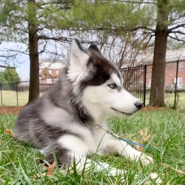 husky and malamuteのインスタグラム：「So you are a herbivore? ? ?😥😥 follow @alaskandaily （Twitter：alaskandaily）for more cute pic and video.😜 ……………………………………………………………… Each video was approved by the original author. But  don't have a Instagram account. We are first one post those video. So watermark credit @alaskandaily ……………………………………………………………… #alaskan#malamute#alaskanmalamute#alaskanhusky#malamutesofinstagram#puppylife#puppylove#puppydog#puppylover#dogdays#malamutepuppy#huskies#huskeypuppy#huskeiesreq#siberian#huskeiesofig#dogslife#dogsofnyc#cutedog#cutedogs#huskeypics#huskeylovers#huskygram#huskeylove#huskiesofinstagram#dogsofnyc#husky#狗」