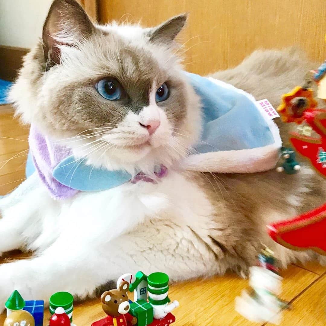 MiawMiawのインスタグラム：「こんにちは😊♪⁣ ミャウミャウ公式アカウントです🐈⁣ ⁣ ただいま開催中のフォトコンテストの応募の中から⁣ 【 #ドレスパーティーmiawmiaw 】を⁣ 付けていただいた方のフォトをご紹介いたします！⁣ ⁣ ━･･━･･━･･━･･━･･━･･━⁣ photo： @miniyonminiyon さん⁣ ━･･━･･━･･━･･━･･━･･━⁣ ⁣ キレイなブルーの瞳とお揃い✨の⁣ ブルーのケープがとってもお似合いです～😻🎄⁣ ⁣ ご応募ありがとうございました📷✨⁣ ⁣ ________________________________________＿＿⁣ ⁣ ＼MiawMiaw ドレスParty@インスタ フォトコンテスト開催中！／⁣ 限定商品『MiawMiaw Precious(ミャウミャウ プレシャス )　パーティーボックス』⁣ を購入してドレスパーティーに参加しよう😻🎀⁣ ⁣ 商品に付属の全8種類のパーティーウエアのうち、1種類以上を身につけた⁣ かわいい猫ちゃんを投稿して豪華賞品をGET🎁✨⁣ ⁣ 皆さまのご参加をお待ちしております🐈💓⁣ ⁣ ＜参加方法＞⁣ ① @miawmiaw_series (ミャウミャウ公式アカウント)をフォロー⁣ ② 『MiawMiaw Precious(ミャウミャウ プレシャス )　パーティーボックス』⁣ をご購入頂き、ボックスに入っているパーティーウエアを身に着けた猫ちゃんのお写真を撮影する⁣ ③ 下記のフォトコン専用ハッシュタグを付けて投稿する（複数応募・複数枚投稿可）⁣ ※キャンペーン期間外(過去投稿)の投稿に応募ハッシュタグを付けた場合はキャンペーンの応募対象外とさせていただきます。ご了承ください。⁣ ※並行して開催中のフォトコンテストへ同時にご応募いただくことも可能です。⁣ ⁣ ＜フォトコン専用ハッシュタグ＞⁣ #ドレスパーティーmiawmiaw⁣ ※「miawmiaw」を付けていただかないと今回の応募の対象になりませんのでご注意ください。⁣ ⁣ フォトコンテスト期間中、指定のハッシュタグでご参加いただいている方を、⁣ 当アカウントでご紹介させていただくこともございます💛⁣ ⁣ ＜募集期間＞⁣ 2019年11月1日(金)～2020年1月31日(金)23:59まで⁣ ⁣ ＜賞品＞⁣ 大賞✨（3名さま）おしゃれな猫ちゃん用限定ウエア＋MiawMiaw商品詰め合わせ⁣ ※賞品の画像はイメージです。変更になる場合がございます。⁣ ⁣ ＜入選者様へのご連絡＞⁣ 入選者発表は2⽉下旬を予定しております。⁣ 入選者の⽅には Instagram上のDMにてご連絡致します。⁣ ⁣ ＜ご注意＞⁣ ＊本キャンペーンにご参加いただくことにより、本募集要項に同意いただいたものとみなします（未成年の方については、親権者に同意いただいたものとみなします）。⁣ ＊本キャンペーンは、限定商品『MiawMiaw Precious(ミャウミャウ プレシャス )　パーティーボックス』をご購入いただいた方限定のキャンペーンになります。⁣ ＊選考時に、アカウントフォロー及び指定のハッシュタグ投稿を継続いただいていることが確認できない場合、選考の対象から外れることがあります。フォトコンテスト終了からおおむね1か月程度、参加条件に達する状態を継続いただくことをお勧めします。⁣ ＊アカウントを非公開設定にしている場合は選考対象外となります。⁣ ＊再選考は行いません。⁣ ＊入選者は、配送の都合で日本国内にお住まいの方に限らせていただきます。⁣ ＊企業アカウントからのご応募は選考対象外となります。⁣ ＊賞品の返品・交換はできませんのでご了承くださいませ。⁣ ＊賞品の転売は禁止させていただきます。⁣ ＊通信環境の問題でDMが不着となった場合、又はご当選通知のDMに記載の手続きを履行いただけない場合、ご入選の資格は無効となります。⁣ ＊賞品画像はイメージとなります。⁣ ＊本キャンペーン参加にあたって生じるインターネット接続料や通信料、当選連絡DMに記載の手続を履践するにあたって生じる諸費用は、ご本人様の負担となります。⁣ ＊本キャンペーンで投稿いただいた写真や動画は、当社公式Instagramアカウントにてご紹介させていただく場合がございます。なお、このご紹介は選考結果とは関係がありません。⁣ ⁣ たくさんのご応募お待ちしております！⁣ ⁣ #miawmiaw #ミャウミャウ⁣ #ドレスパーティーmiawmiaw #miawmiawprecious⁣ #フォトコンテスト #コンテスト #プレゼント企画 #プレゼント #プレゼントキャンペーン #キャンペーン開催中 #キャンペーン #お洒落ねこ #ドレスパーティー #ねこのいる生活 #ねこばか #ネコ好き #猫 #ねこ #ネコ #にゃんこ #猫部 #ねこ部 #キャットフード #猫好きさんと繋がりたい #猫好き #にゃんこ部 #にゃんすたぐらむ #ねこすたぐらむ #クリスマス」