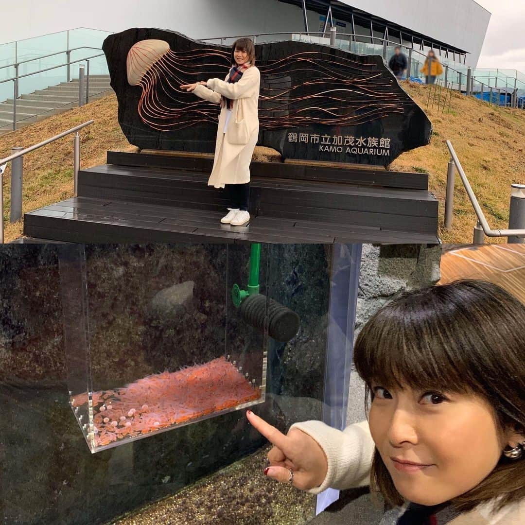 森高千里さんのインスタグラム写真 - (森高千里Instagram)「「この街」TOUR 2019﻿ 山形県　荘銀タクト鶴岡（鶴岡市文化会館）大ホールでのコンサートでした。﻿ ﻿ 今日も盛り上がりました〜！鶴岡の皆さんありがとうございました！！﻿ ﻿ 昨年出来た、田んぼの中のホテル SHONAI HOTEL SUIDEN TERRASSEや、お洒落な建物が街の中にたくさんあって、とても素敵な街でした。﻿ 田んぼには白鳥がいて、飛び立つ姿も見れました！ 間近で見たのは初めてだったので、感激しました。﻿ 行きたかった世界一の加茂水族館のクラネタリウム、クラゲの種類がたくさんあったのには驚きました。﻿ クラゲの赤ちゃんに癒されました。﻿ ﻿ 金沢屋の麦切り、芋煮、鶴岡の野菜、だだちゃもち、だだちゃフィナンシェ、栃栗大福、きりさんしょ、だだちゃまんじゅう、シルバーベル、おひな菓子、オランダせんべい、からからせんべい、おしどりミルクケーキ　﻿ みんな美味しかったです。﻿ ﻿ また、ゆっくり鶴岡に遊びに来たいです。﻿ ﻿ ﻿ 「この街」TOUR 2019ツアー！﻿ 明日はいよいよ、最後の宮城県「仙台サンプラザホール」です。﻿ ﻿ ﻿ #chisatomoritaka﻿ #森高千里﻿ #この街TOUR2019﻿ #山形県﻿ #荘銀タクト鶴岡 #鶴岡市文化会館﻿ #SHONAIHOTELSUIDENTERRASSE﻿ #田んぼの白鳥﻿ #金沢屋の麦切り﻿ #芋煮﻿ #おいしい野菜﻿ #木村屋のだだちゃもち・だだちゃフィナンシェ・栃栗大福・マロン﻿ #藤田菓子舗のきりさんしょ﻿ #HOUSE清川屋のだだちゃまんじゅう・だだっ子・だだっパイ・出羽の月﻿ #たまこんにゃく﻿ #シルバーベル﻿ #遠州屋のおひな菓子﻿ #酒田米菓のオランダせんべい﻿ #宇佐美煎餅店のからからせんべい﻿ #日本製乳のおしどりミルクケーキ　﻿ #加茂水族館のクラゲ﻿ #クラネタリウム﻿ ﻿」12月20日 21時57分 - chisatomoritaka_official