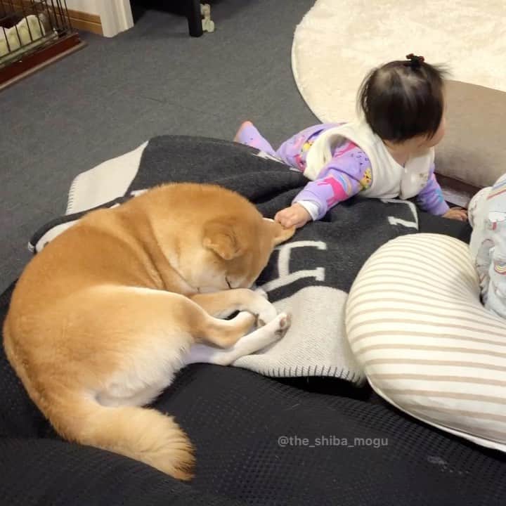 Moguのインスタグラム：「. テレビを見ながら耳を触らないでなの。 . @the_shiba_mogu  #柴犬 #shibainu #shiba#赤柴 #redshiba#犬 #dog#しばいぬ#nannydog#犬と子供#子供と犬#柴犬と子供#柴#赤ちゃんと犬#犬と赤ちゃん#柴犬と赤ちゃん#赤ちゃんと柴犬#柴犬のいる暮らし#子守犬」