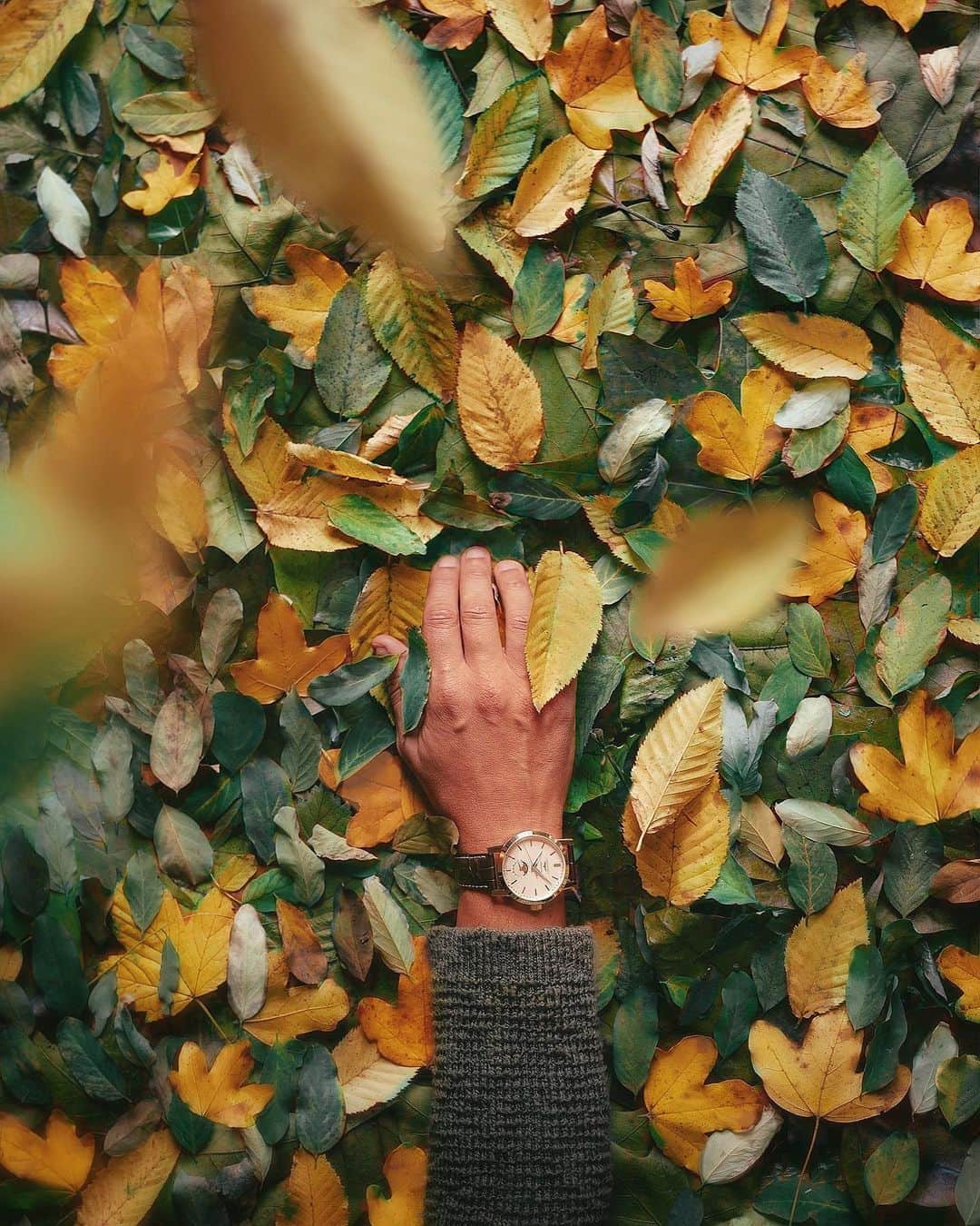 のインスタグラム：「{ From The Garden } • Before Autumn (and the decade!) ends, I collected the last colours from my beloved trees. These tones of silver, green and yellow are timeless. #EleganceisanAttitude  A series made w/ @longines #ad」