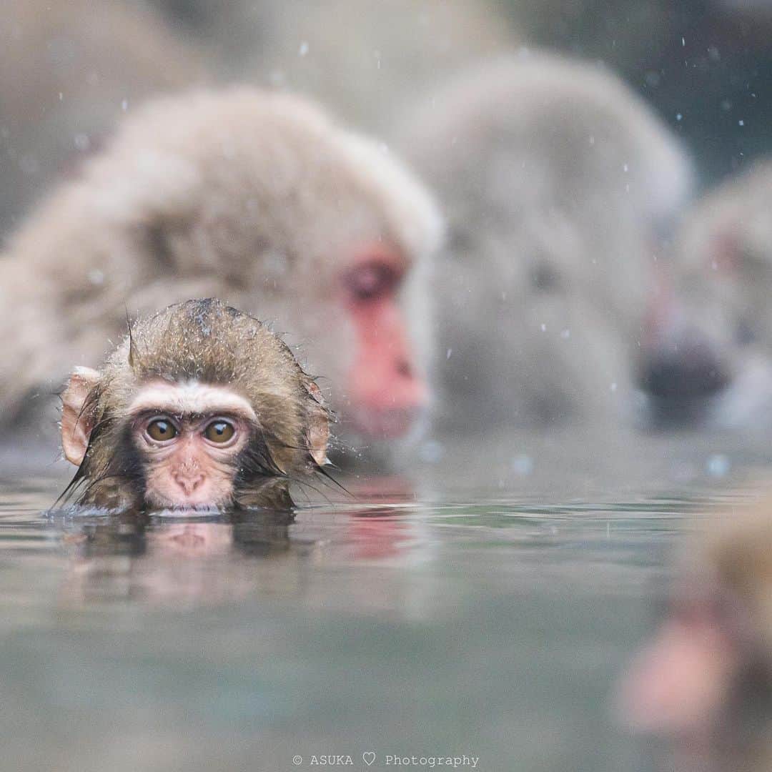 Asuka（明日香）さんのインスタグラム写真 - (Asuka（明日香）Instagram)「*﻿ * ﻿ ぬくぬく🐵♨️﻿ *﻿ *﻿ 温泉の温度はおよそ40度だそうです。﻿ 寒い日は私も一緒につかりたいなーなんて思いますが、よくよく見たら💩がぷかぷか🙉﻿ ﻿ 2019.12.12﻿ *﻿ *﻿ #地獄谷野猿公苑﻿ #monkey﻿ #animal﻿ #sonyalpha ﻿ #sony﻿ #nagano﻿ #japan﻿ #A9﻿ #fstopgear﻿ #BeAlpha﻿ #SonyImages﻿ #yourshotphotographer﻿ #長野﻿ #猿﻿」12月20日 22時34分 - _asuka_asuka_