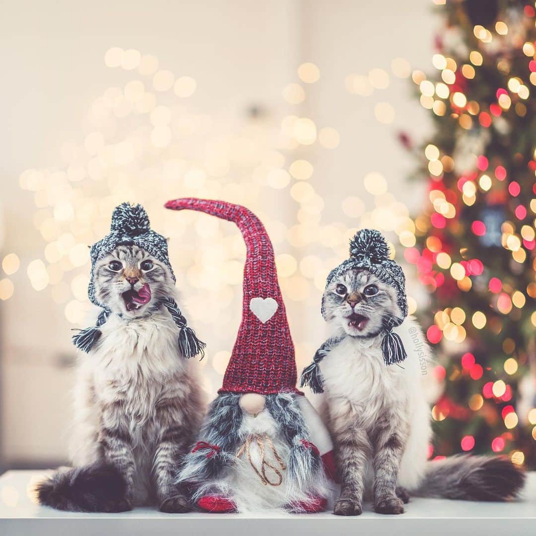 Holly Sissonさんのインスタグラム写真 - (Holly SissonInstagram)「Holiday squad goals? 😹🎄🐱❤️ #Toronto #Siberiancat #christmas #bokeh (See more of Alice, Finnegan, and Oliver, on @pitterpatterfurryfeet) ~ Canon 1D X MkII + 85 f1.4L IS @ f1.4  See my bio for full camera equipment information plus info on how I process my images. 😊」12月20日 22時39分 - hollysisson