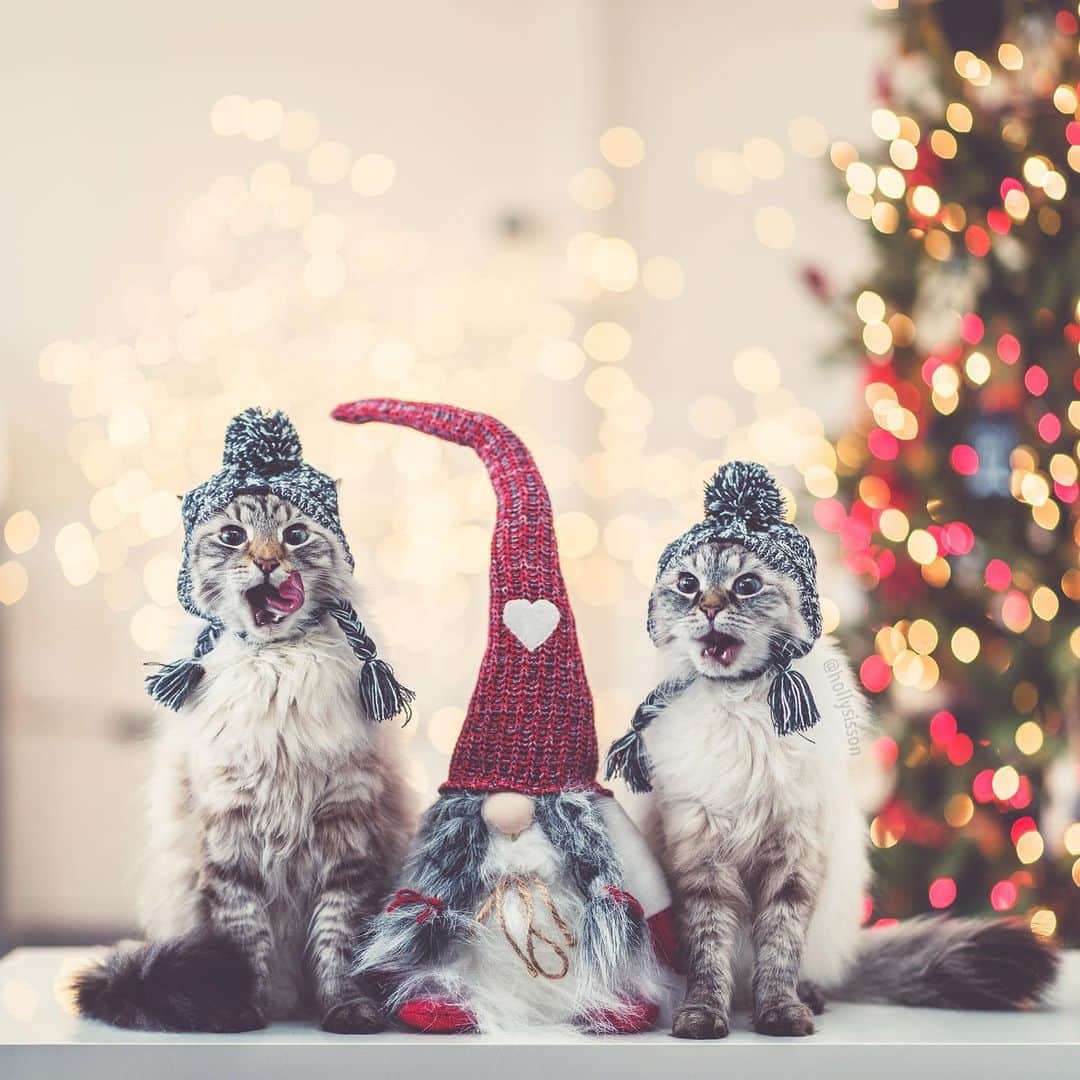Holly Sissonのインスタグラム：「Holiday squad goals? 😹🎄🐱❤️ #Toronto #Siberiancat #christmas #bokeh (See more of Alice, Finnegan, and Oliver, on @pitterpatterfurryfeet) ~ Canon 1D X MkII + 85 f1.4L IS @ f1.4  See my bio for full camera equipment information plus info on how I process my images. 😊」