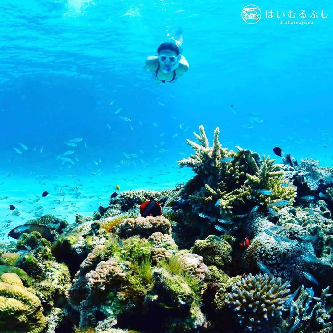 HAIMURUBUSHI はいむるぶしさんのインスタグラム写真 - (HAIMURUBUSHI はいむるぶしInstagram)「八重山諸島の海はとても美しいですが、海の中はもっと綺麗です。 白い砂地にパッチリーフが点在し、カラフルなサンゴや色とりどりの熱帯魚が泳いでいます。 #沖縄 #八重山諸島 #サンゴ #熱帯魚 #シュノーケリング #小浜島 #リゾート #ホテル #はいむるぶし  #okinawa #yaeyamaislands #bluesea #coral #tropicalfish #snorkeling #kohamaisland #beachresort #haimurubushi」12月20日 13時58分 - haimurubushi_resorts