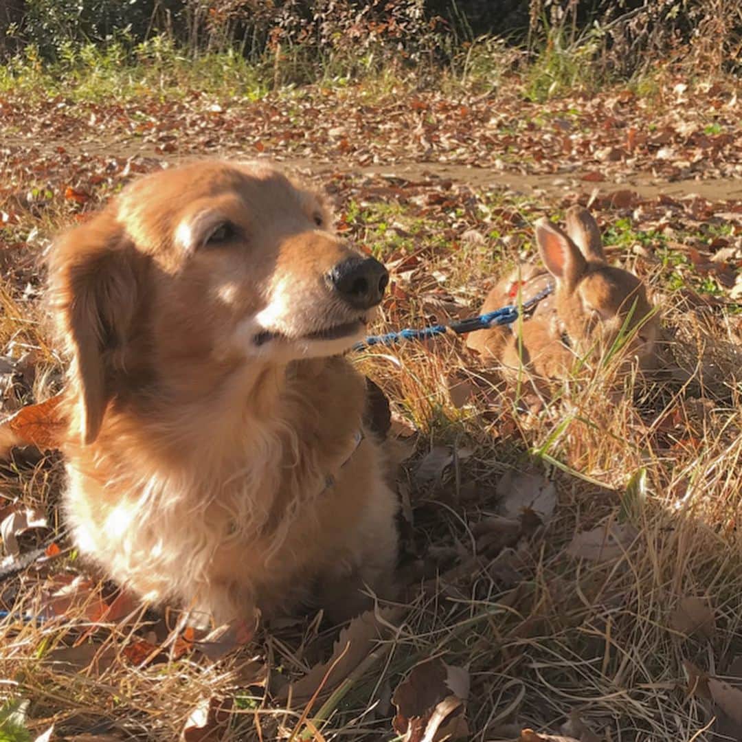 Chieko Shibutaさんのインスタグラム写真 - (Chieko ShibutaInstagram)「たろー🐶&うじゃこ🐰地方☀️ ポカポカ　さんぽ🍂  冬季ウツ予防に　🐶🐰👩日光浴☀️☀️☀️☀️☀️ うじゃこ🐰💤動かないので 気持ち良さそうなので しばらく　それぞれフリータイム👍 見守り隊の　たろー🐶は🥗タイム うじゃこ🐰は　お耳👂ピン⤴︎警戒しながら　リラックス😊 本日の　犬のお巡りさん👮‍♀️お仕事する気　全く無し🐶😅 💕✨🐶🍀🐰✨💕 💕 #dachshund #dachshunds #dachshundlove #dog #dogs #doglove #instadog #instagram #instagood #pet #pets #petsagram #cute #cutepe #cutepet #cutedog #cuteanimals #likes #09076999576 happy #smile #rabbit #ラビット #ミニュチュア #ミニュチュアダックス  #ミニュチュアダックスフント #うさぎ部 #うさぎ #ダックス #ダックスフンドロングヘアー#ねざーらんどどわーふ」12月20日 14時11分 - chieko.81