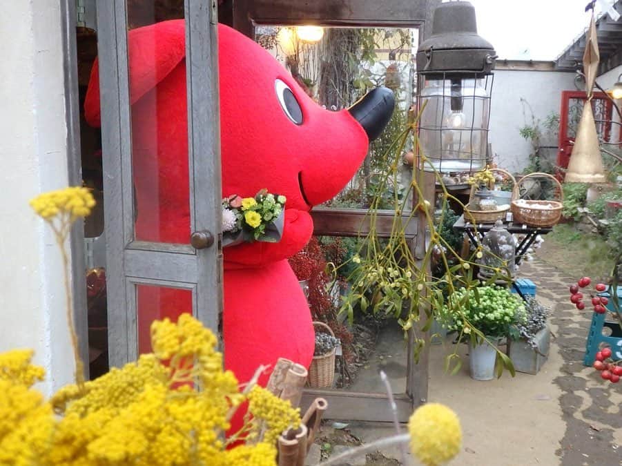 チーバくんさんのインスタグラム写真 - (チーバくんInstagram)「よろこんでくれるかな？ #お花屋さん  #白くてまるいぽわぽわ  #リース  #やどりぎ  #花束  #チーバくん  #chibakun  #日本  #japan  #千葉県  #chiba  #印西市  #小さなお花屋ののこや」12月20日 14時19分 - chibakun0111