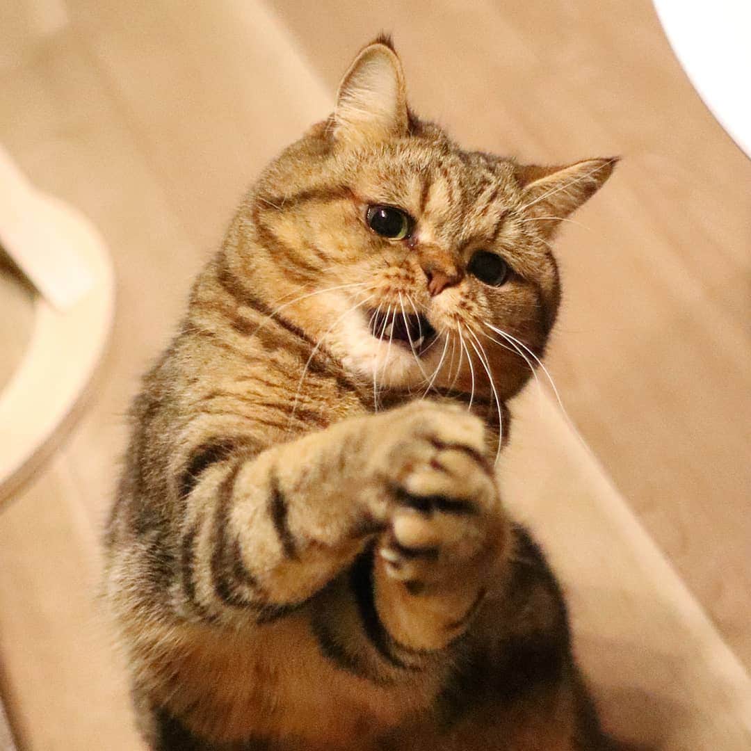 寅次郎（とらちゃん）さんのインスタグラム写真 - (寅次郎（とらちゃん）Instagram)「☆ Please give me a chicken snack😽💓 . サンタさんにプレゼント🍗をお願いするにゃん🙏😹 . .」12月20日 15時03分 - torachanthecat