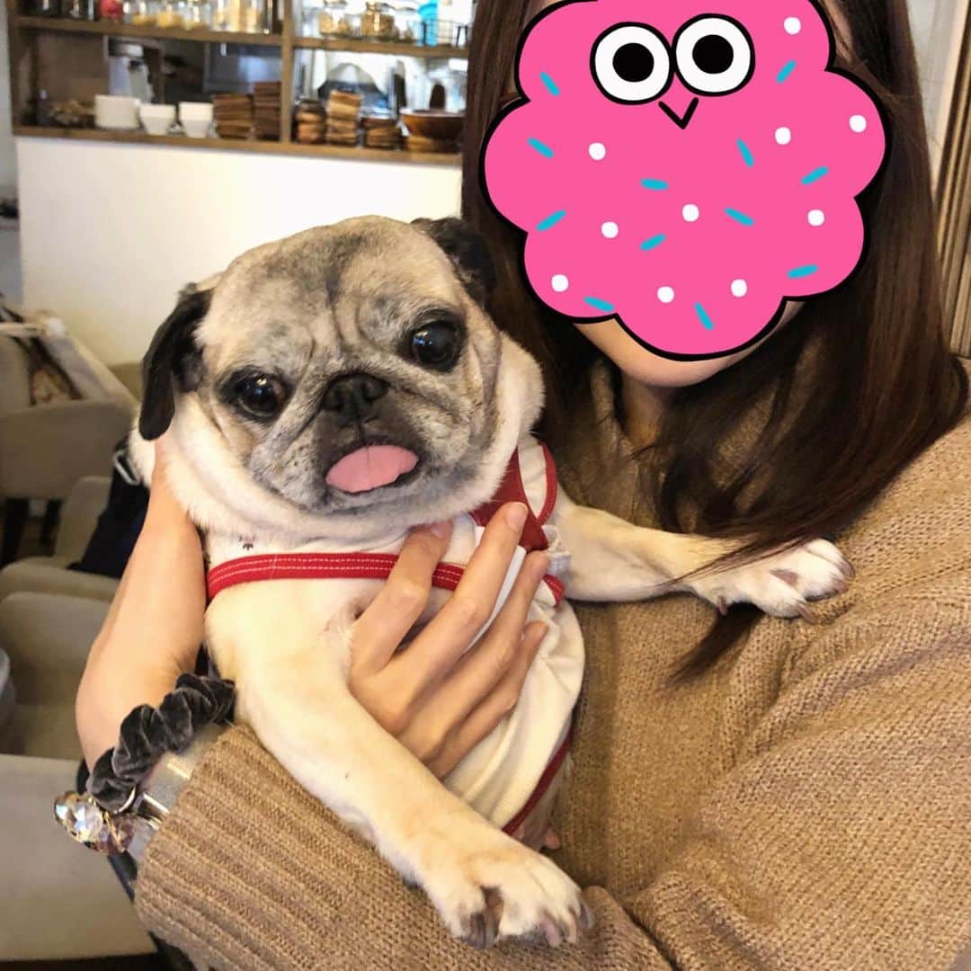 八兵衛のインスタグラム：「A day trip to Hiroshima✈️ Dec14,2019 * *  先週 @sonoe89 さんに　 お誘い頂いて 弾丸広島日帰り遠足に 行ってきました。 * *  始発で広島空港へ。 @tsukasakurumi さんと べべちゃんが朝早くから アテンドしてくださいました🙏💕 * * 広島の街並みを見ながら 平和記念公園へ。 散策をしてから 和心さんへ。  @heartandsky.cocoro * * 初めましての☺️ @pug_poohko 浩太くん勇太くん @cocochan0802 Cocoちゃん おひしぶり〜の😆 @mumupon6677 @tosshi6677  なーちん、白米ちゃん、天むすちゃん @rurinma ぱんだちゃん とお会いして 美味しいお好み焼きを堪能😋 * * その後 ムーカフェさんへ。 @musashimaru_cafe * 初めましての☺️ @zuluneronoir さん @oshino_beans さんに お会いできました。　 ムーカフェさんでは フレンチトーストを堪能😋 * * たくさん食べて おしゃべりをして 楽しい時間はあっという間✨ 名残惜しいですが 夕方広島から羽田まで ビューンっと帰ってまいりました。 * * お付き合いくださった みなさんどうもありがとうございました😆💕 今回、何から何までお世話になりましたつかささん、べべちゃん 本当にありがとうございました🙏❤️ そして、遠足に誘ってくださったそのさんありがとう☺️💖 * * * 写真はプロフィール下の ストーリーにまとめています🤗 * * 一週間も経ってしまったのですが… 何度も寝落ちしてしまい、 また下書きが保存できなかったり (遠足当日にインスタ英語表記になり😂それから下書き保存できないのです) 今日もこれで4回目w 完成するかな？しますように🙏w * * インスタが英語表記になった際の 直し方ご存知の方教えてください😂🙏 * *  #八兵衛はシッターさん宅でお留守番でした👴🏻 #pug #puggy #puglife #puglove #petstagram #pugstagram #pugsofinstagram #pugs #dog #ふわもこ部  @igersjp #IGersJP #east_dog_japan #pecoイヌ部 #朝ワンコ夕ニャンコ」