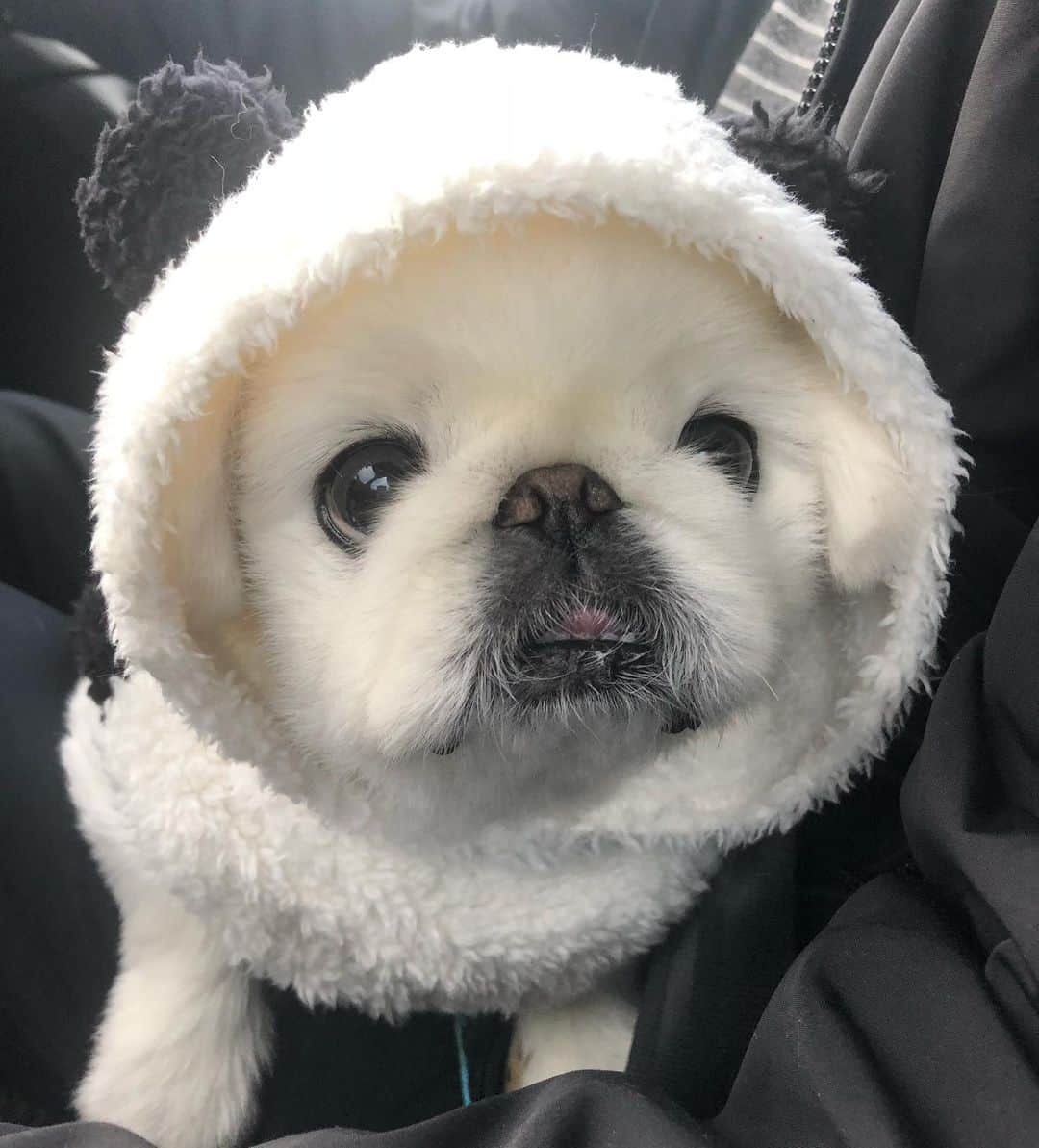 こなつのインスタグラム：「ぱんだらいふ🐼🖤🐼🖤🐼」