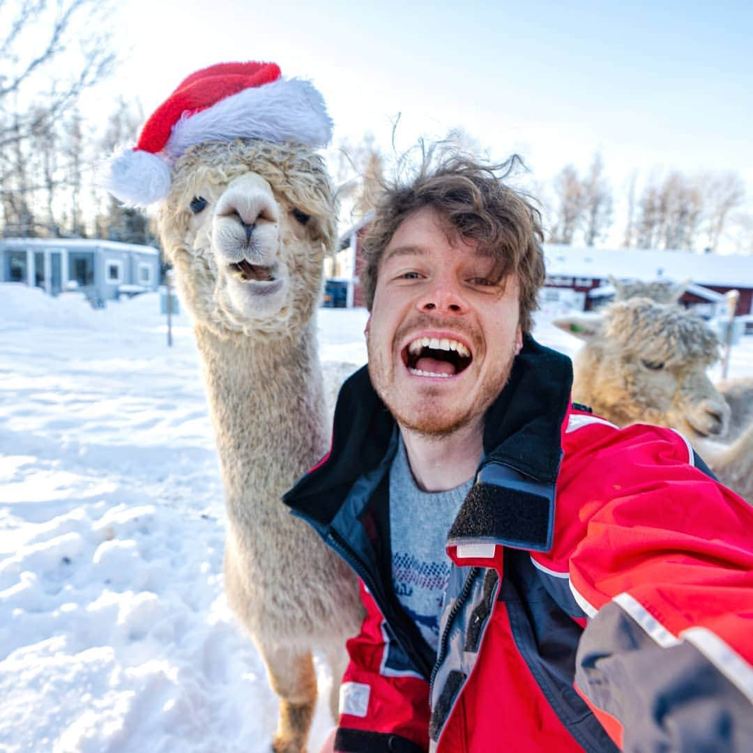 アラン・ディクソンさんのインスタグラム写真 - (アラン・ディクソンInstagram)「Santa's Reindeers are so dope! 🦌 🎅🎄⛄ @alpaca.se ⁣ -⁣ #alpaca #alpacasofinstagram #alpacas #alpacafarm #alpacalove #christmas #christmas🎄 #christmasseason #nakedplanet #guyselfie #instaanimal #adorable #animalsco #wildlifeplanet #animalselfie #raindeer #reindeers  #wildlife #alpacaselfie #sweden #llama #llamadrama⁣ #upsala #animals_purest⁣ #animalsattack #animallover⁣ #alpacalover #alpacaworld」12月20日 17時59分 - daxon