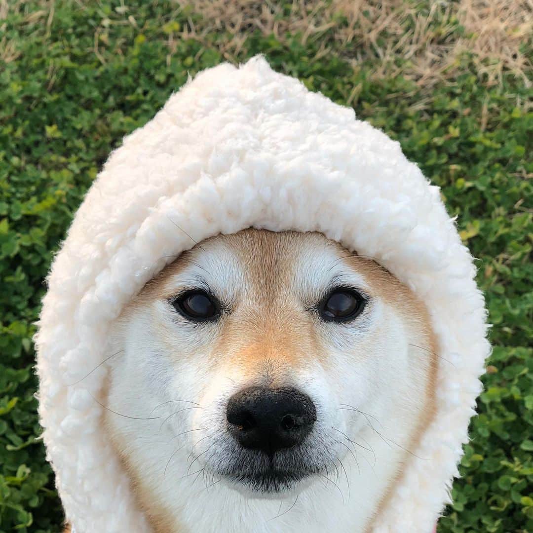 マロたんのインスタグラム：「ホイップクリームの妖精 #whipcream  #ペットパラダイス  #shiba #shibainu」