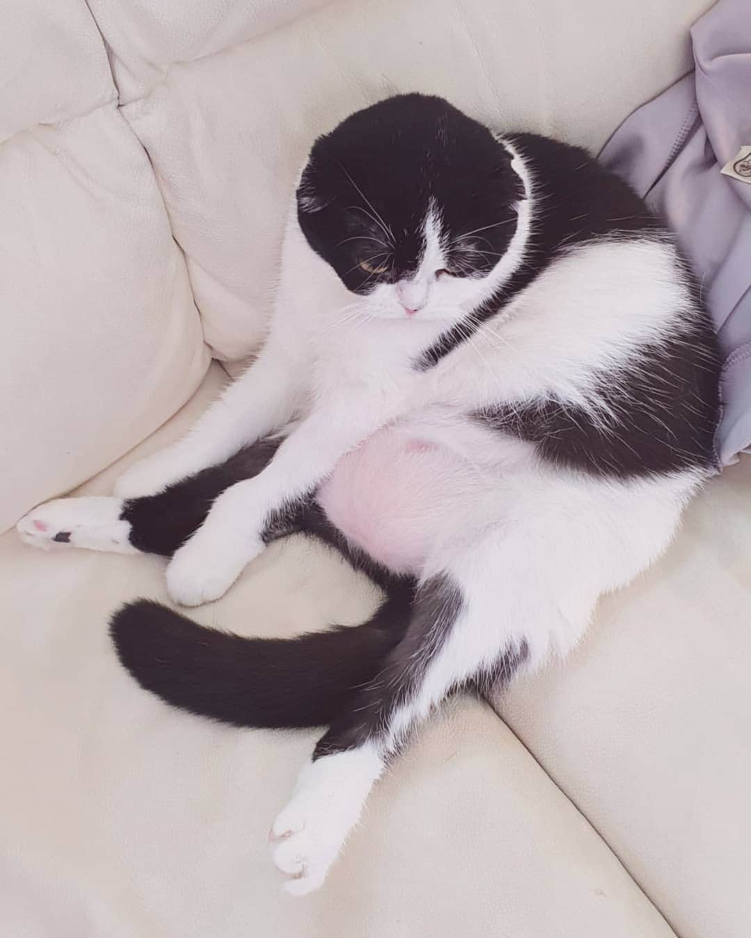 エリッサ・ヤマダのインスタグラム：「@miikopanda is mood 😽 #pinkbhel #scottishfold」