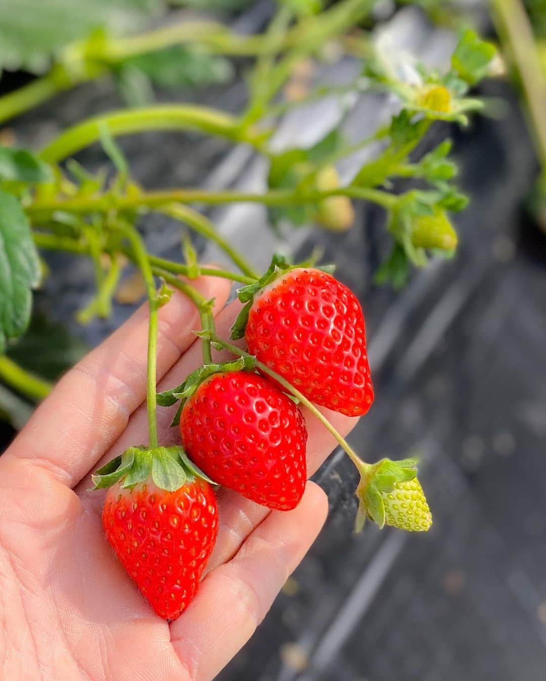 Little Miss Bento・Shirley シャリーさんのインスタグラム写真 - (Little Miss Bento・Shirley シャリーInstagram)「Kagoshima Day 2: Best way of spending midday is strawberry picking and jam making at Maeda Strawberry Farm.  This is also the start of the best season for ichigo 🍓  Super juicy strawberries hand picked, and I also made 4 jars of homemade strawberries. So yummy and so pure, no other added items except sugar and some lemon juice.  Highly recommend this as one of your activities when you visit Minami Kyushu, Kagoshima.  https://www.maeda-ichigo.com/en/ #visitkagoshima #kagoshima #explorekagoshima #visitjapan #maedastrawberryfarm #ichigo #strawberrypicking #minamikyushu」12月20日 18時43分 - littlemissbento