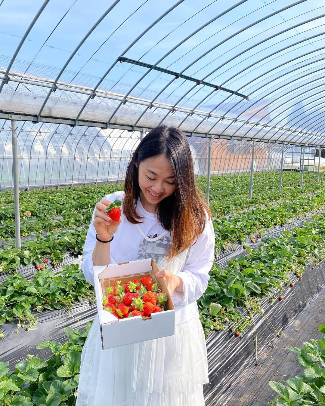 Little Miss Bento・Shirley シャリーさんのインスタグラム写真 - (Little Miss Bento・Shirley シャリーInstagram)「Kagoshima Day 2: Best way of spending midday is strawberry picking and jam making at Maeda Strawberry Farm.  This is also the start of the best season for ichigo 🍓  Super juicy strawberries hand picked, and I also made 4 jars of homemade strawberries. So yummy and so pure, no other added items except sugar and some lemon juice.  Highly recommend this as one of your activities when you visit Minami Kyushu, Kagoshima.  https://www.maeda-ichigo.com/en/ #visitkagoshima #kagoshima #explorekagoshima #visitjapan #maedastrawberryfarm #ichigo #strawberrypicking #minamikyushu」12月20日 18時43分 - littlemissbento