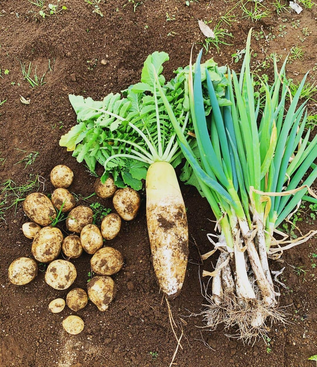 三浦理志さんのインスタグラム写真 - (三浦理志Instagram)「鍋かな〜 #surfandnorf #farm #farmer #vegetables #poteto #畑 #野菜 #冬野菜 #大根 #じゃがいも  #ネギ #自家製野菜」12月20日 18時56分 - mar4m