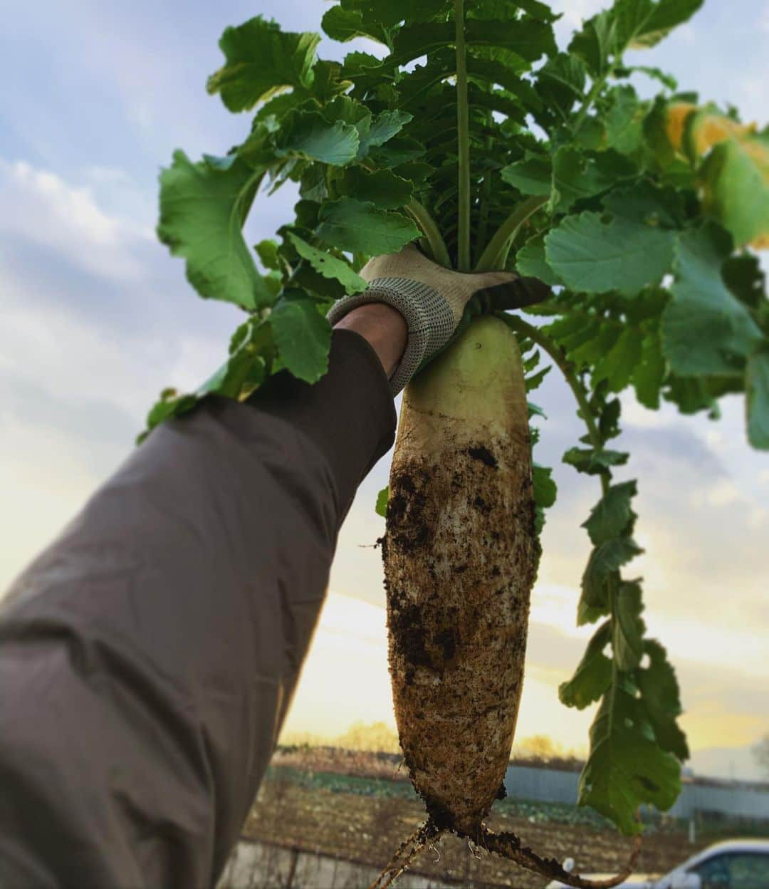 三浦理志さんのインスタグラム写真 - (三浦理志Instagram)「鍋かな〜 #surfandnorf #farm #farmer #vegetables #poteto #畑 #野菜 #冬野菜 #大根 #じゃがいも  #ネギ #自家製野菜」12月20日 18時56分 - mar4m