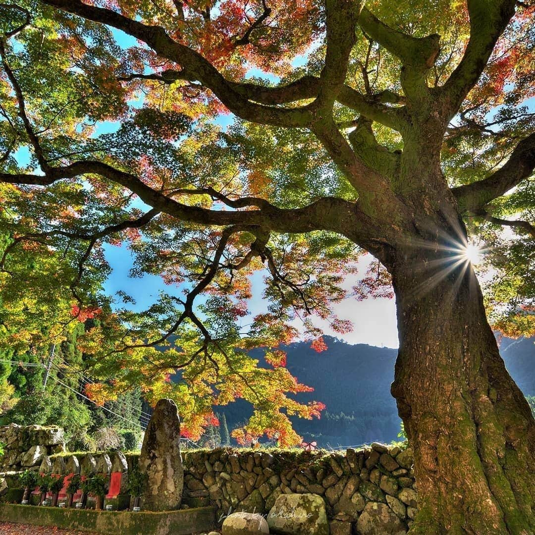 Visit Wakayamaさんのインスタグラム写真 - (Visit WakayamaInstagram)「.⠀ Is there anything prettier than a Japanese maple in fall? This 200 year old beauty is inside the #Takigawa Shrine. ⠀ 📸: @okahiro_spc」12月20日 19時00分 - visitwakayama