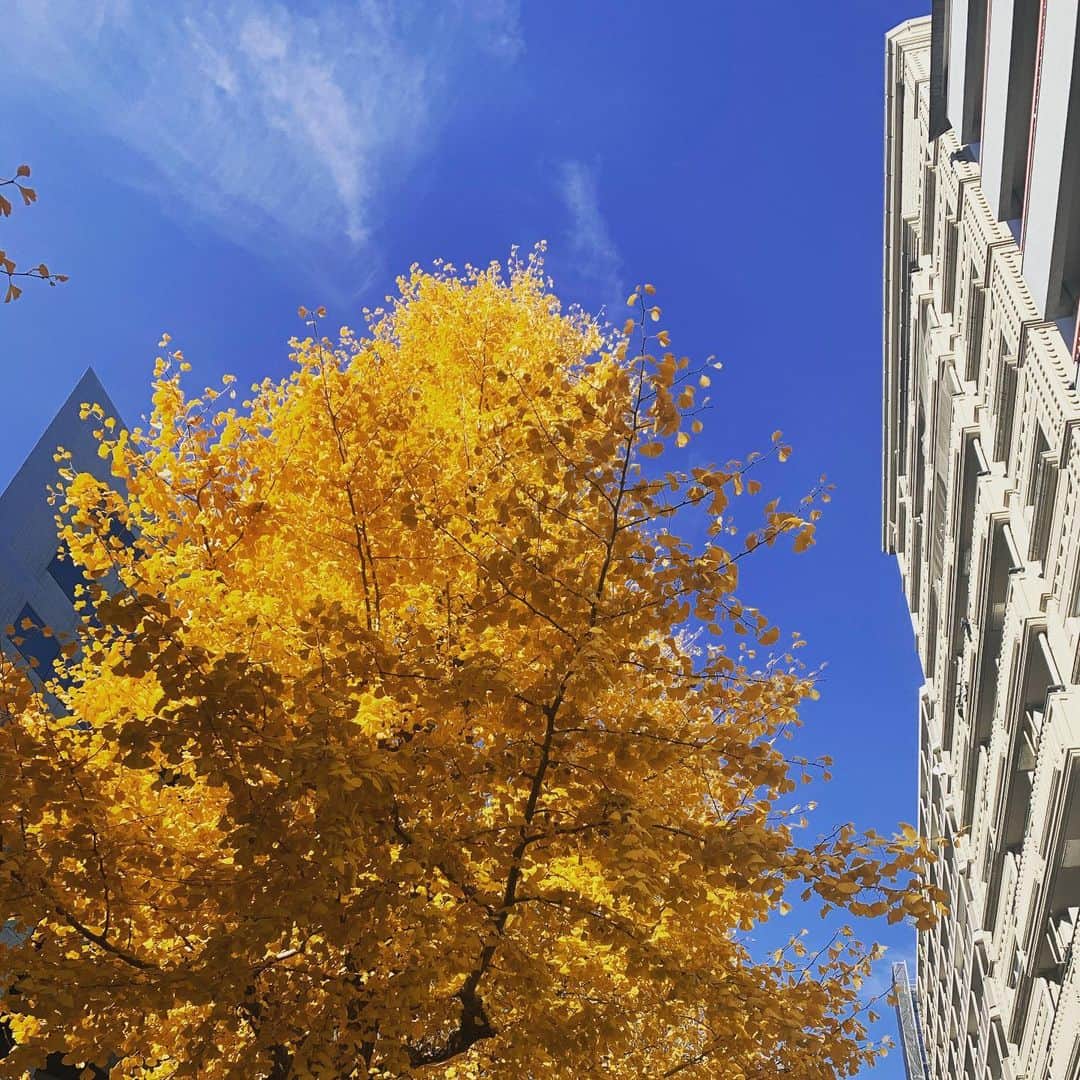 川嵜美佳のインスタグラム：「#bluesky #ginkgo  ふと見上げたら、気持ちの良い青い空に キレイに黄色に色づいた銀杏 :)♪ Hold your head high, stick your chest out. You can make it. It gets dark sometimes, but morning comes. Keep hope alive. -Jesse Jackson  #beautiful #yellow #life #love #tokyo #japan」