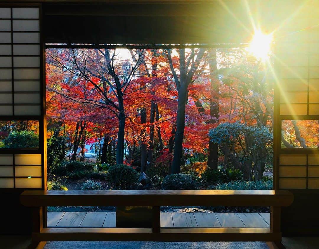 夏美さんのインスタグラム写真 - (夏美Instagram)「我が子と２人で散歩へ🍁 ここ穴場ですごくオススメ😊 16時半までオープンしてて、16時くらいから入ると夕陽が最高に美しくて人も少なめ👍 紅葉まだ観れてない方は是非✨ #旧朝倉家住宅  #代官山　 #tokyo  #japan  #koyo  #daikanyama  #kyuasakurakejutaku」12月20日 19時51分 - natsumisaito333