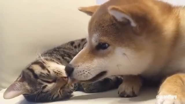 ゆうとろ（柴犬ゆうと猫のとろ）のインスタグラム