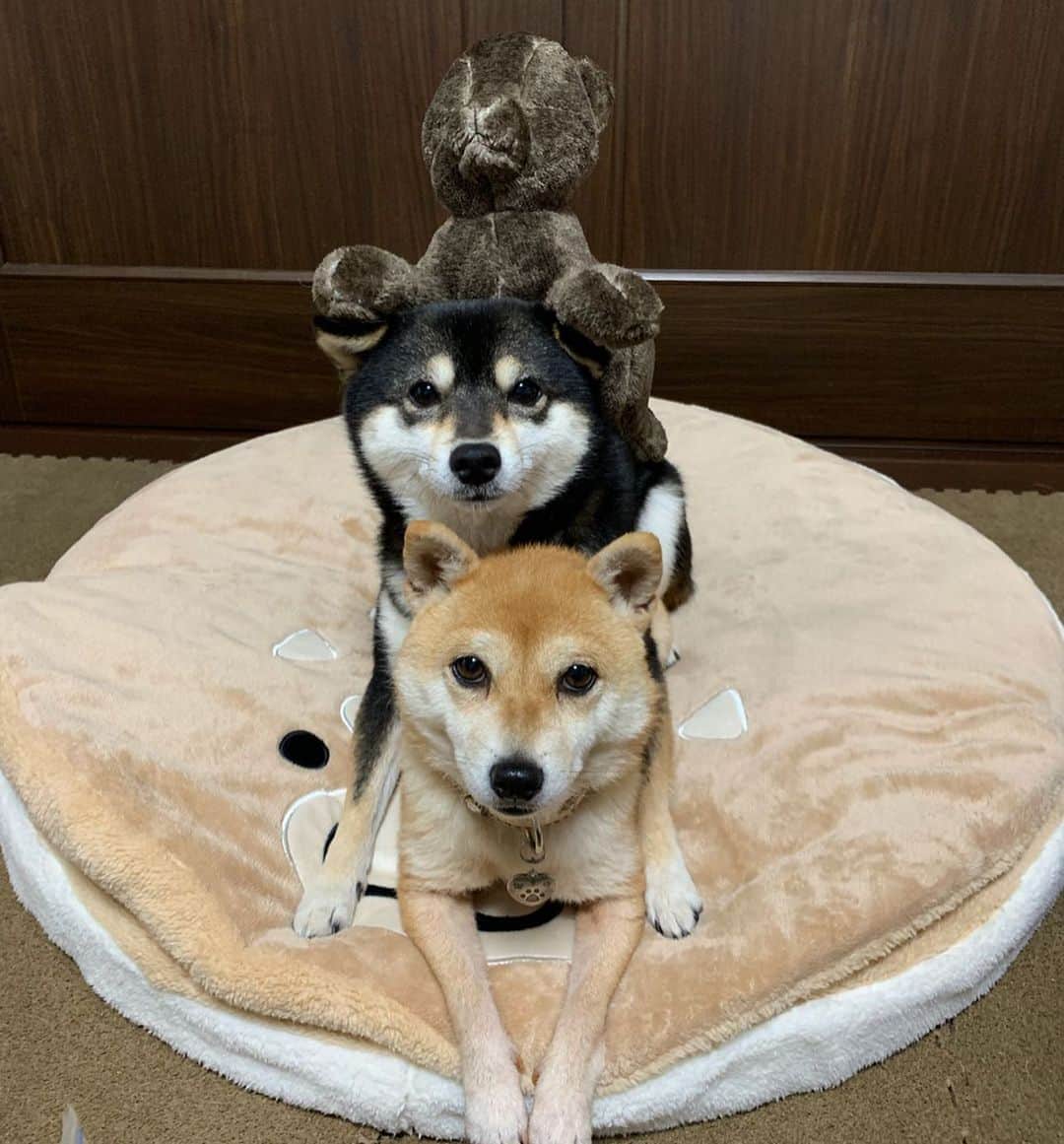 豆柴なつ&ふゆのインスタグラム