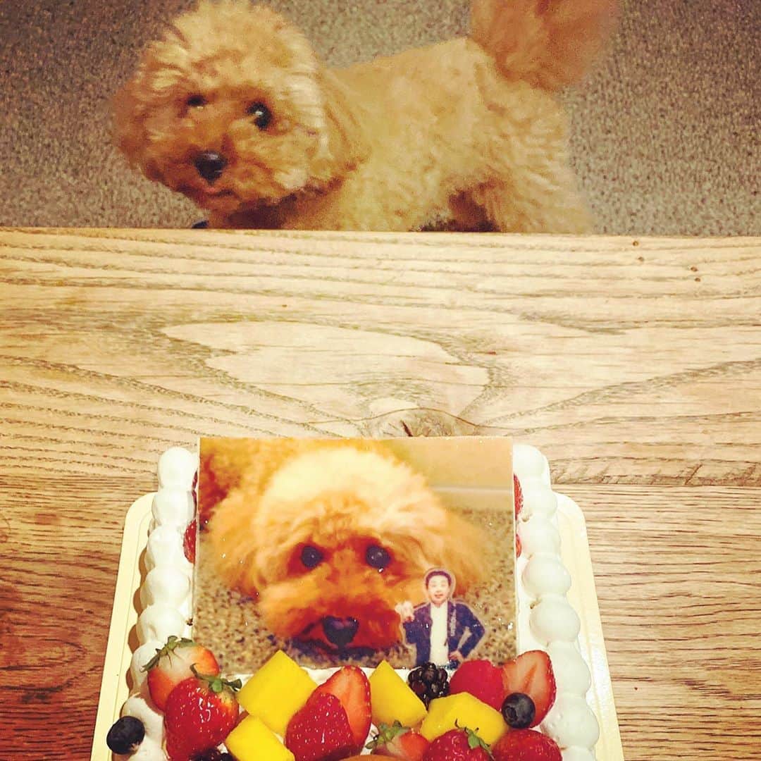 岩尾望さんのインスタグラム写真 - (岩尾望Instagram)「ケーキを撮ってたら、それを嗅ぎつけて現れたつくし。」12月21日 8時05分 - iwaotsukushi