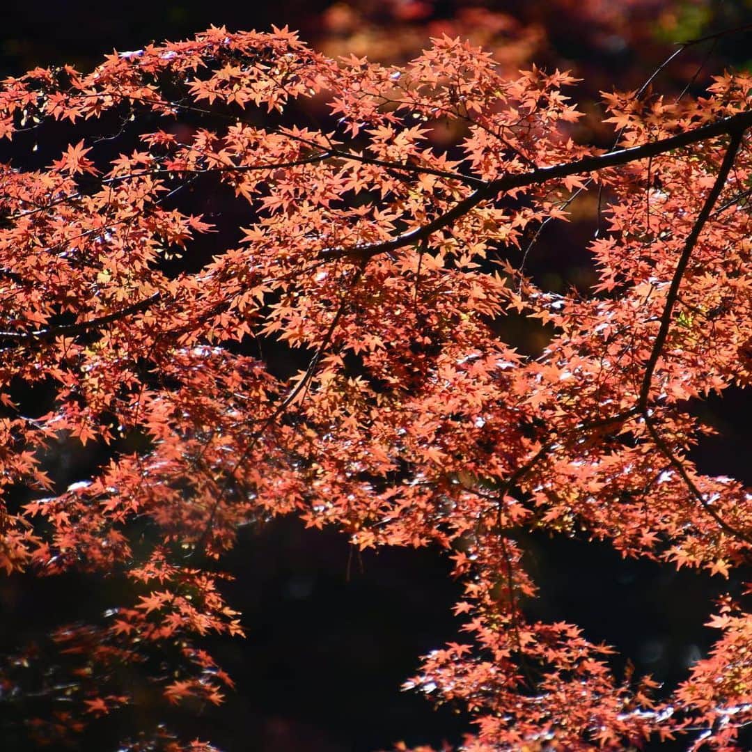 のインスタグラム：「良い週末を☺️ ・ ・ ・ 🍂📸 ・ ・ ・ #nikon  #nikond7500  #今年の秋 #新宿御苑 #올해가을  #신주쿠겨엔」
