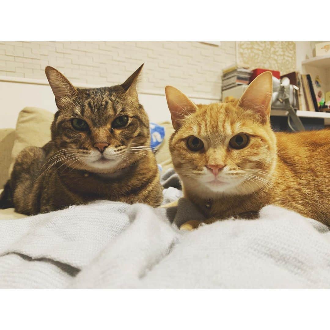 のインスタグラム：「今週ぜんぜん構ってあげられてなくてごめんなさいな方たち🙏 同じ空間には居るけれど頭の中は常にKIWAのステージ上へワープな私。  #guru_guru_guruli #oto_no_koto #ぐるりとおと #保護猫」