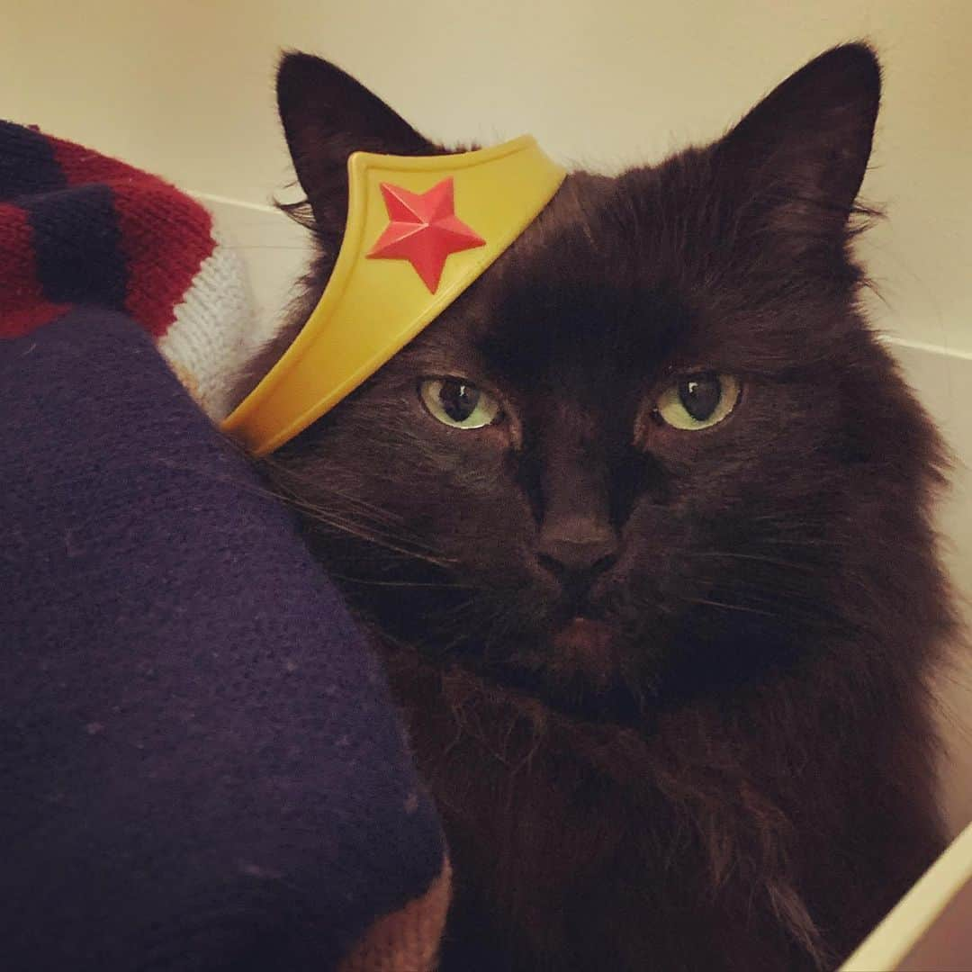 テイト・エリントンさんのインスタグラム写真 - (テイト・エリントンInstagram)「A thousand apologies your majesty, I did not mean to disturb your slumber.  Crown provided by Veda. #catsofinstagram」12月20日 23時26分 - tateellington