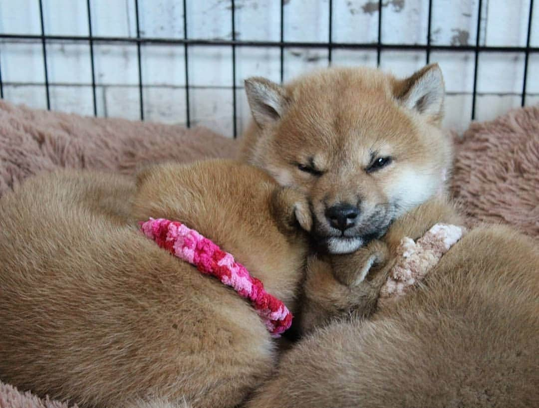 柴犬たま Shibainu Tamaのインスタグラム