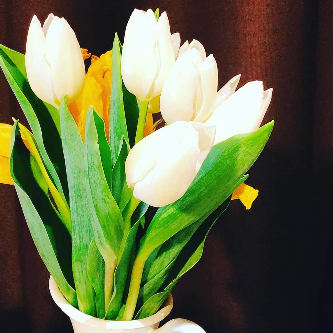 阿部洋子さんのインスタグラム写真 - (阿部洋子Instagram)「🌷🌷🌷 #今週のお花  #flowers  #tulips * * * 水曜からなんとなく体調優れず。 貧血気味だったりしながらも なんとか木曜金曜、乗り切ったー！ * * * 来てくれてありがと。」12月20日 23時42分 - hirocoring